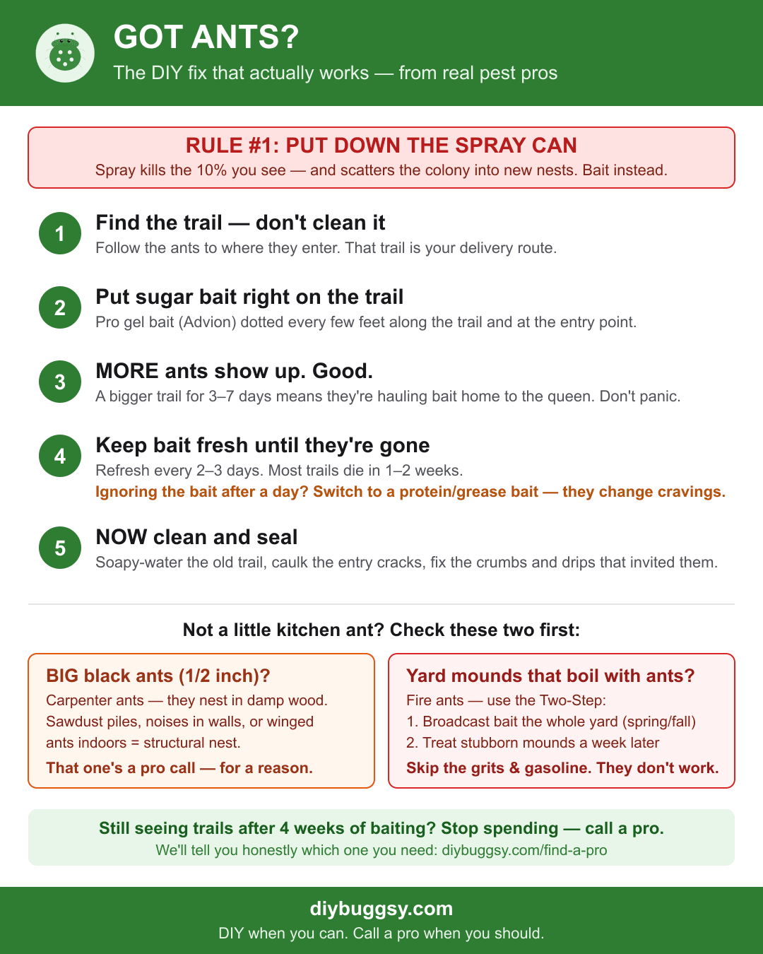 Got Ants? quick-reference treatment infographic