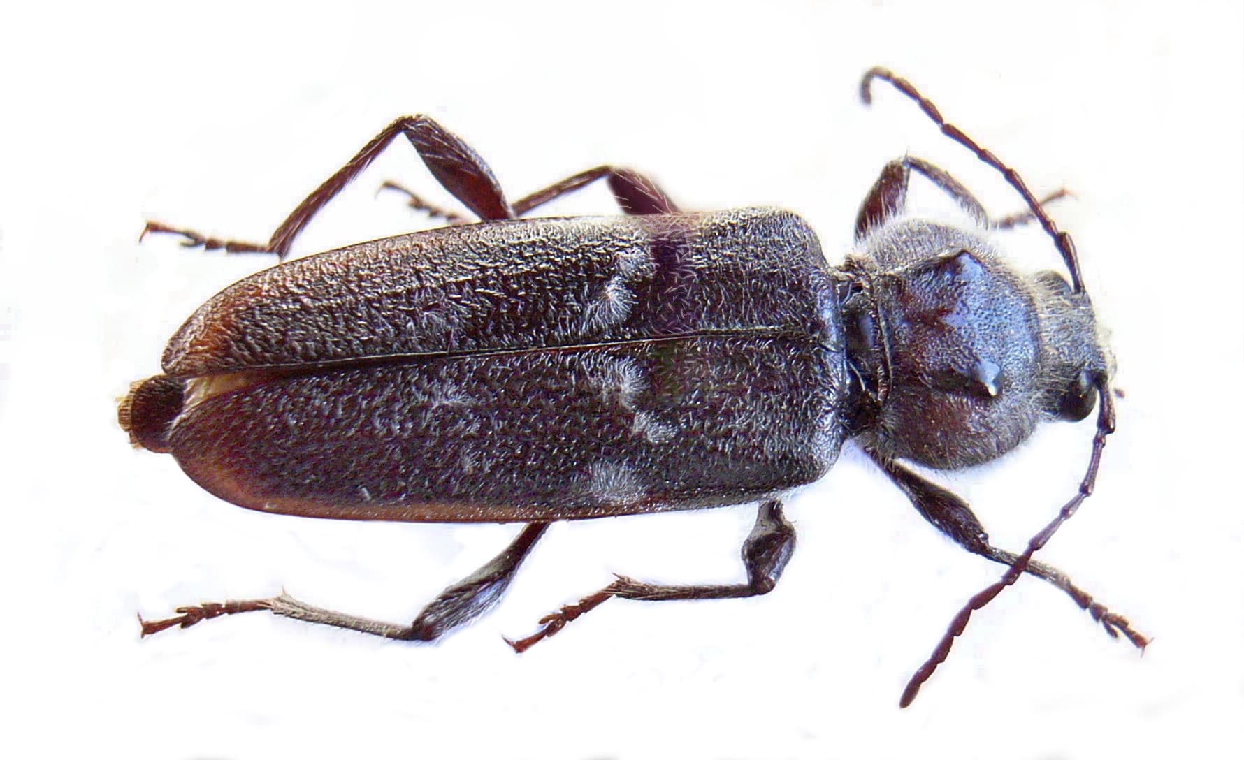 Old House Borer