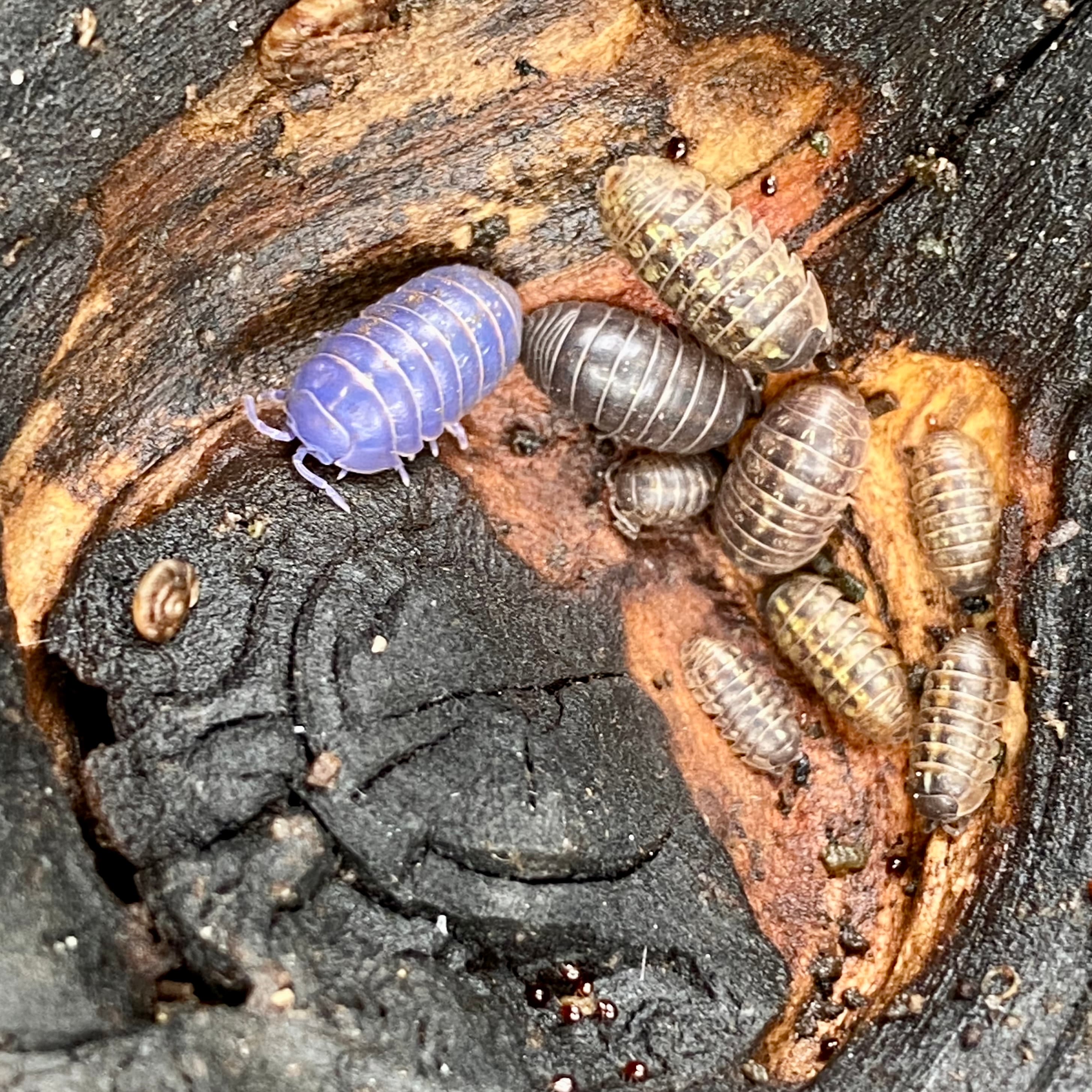 Pillbug