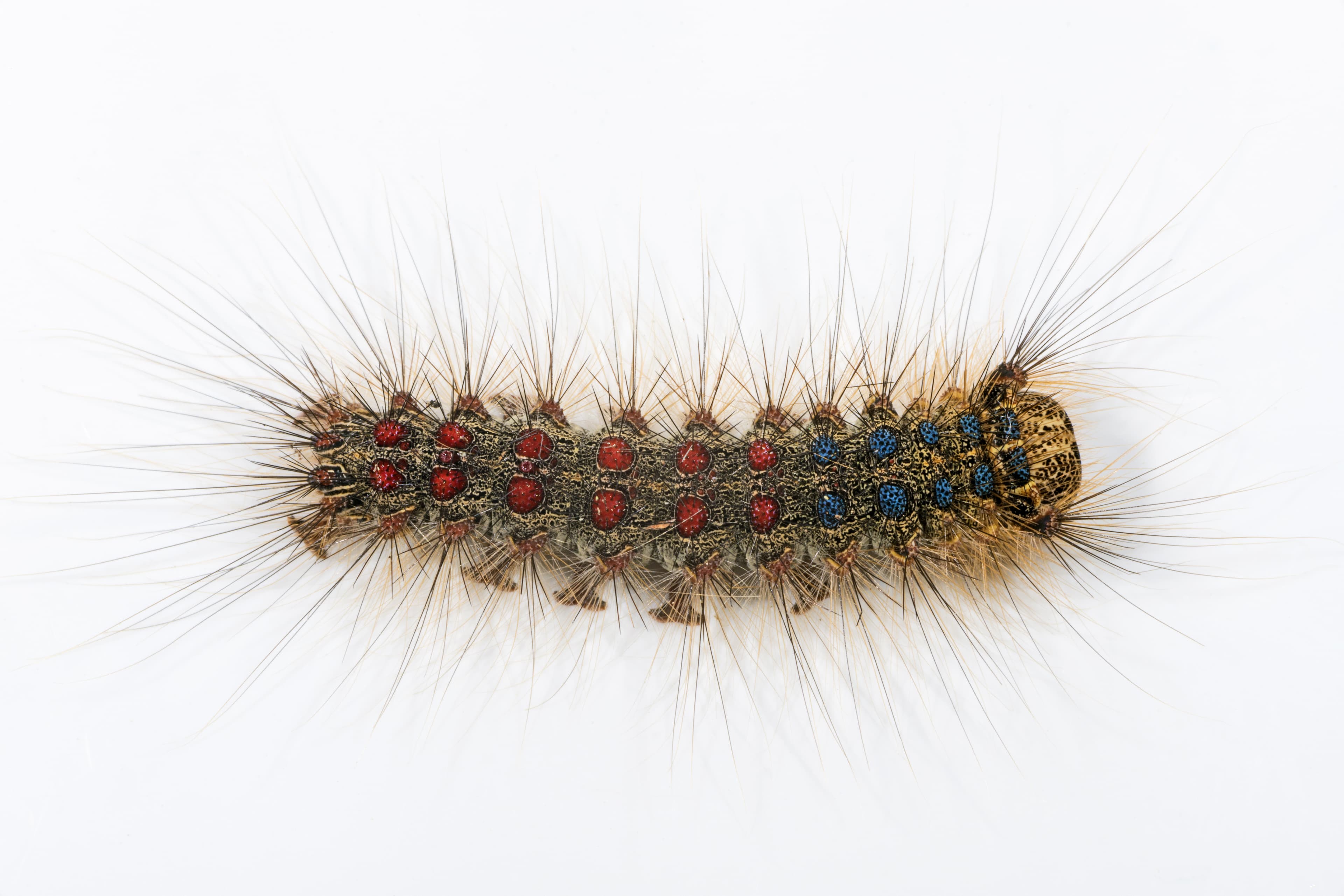 Spongy Moth