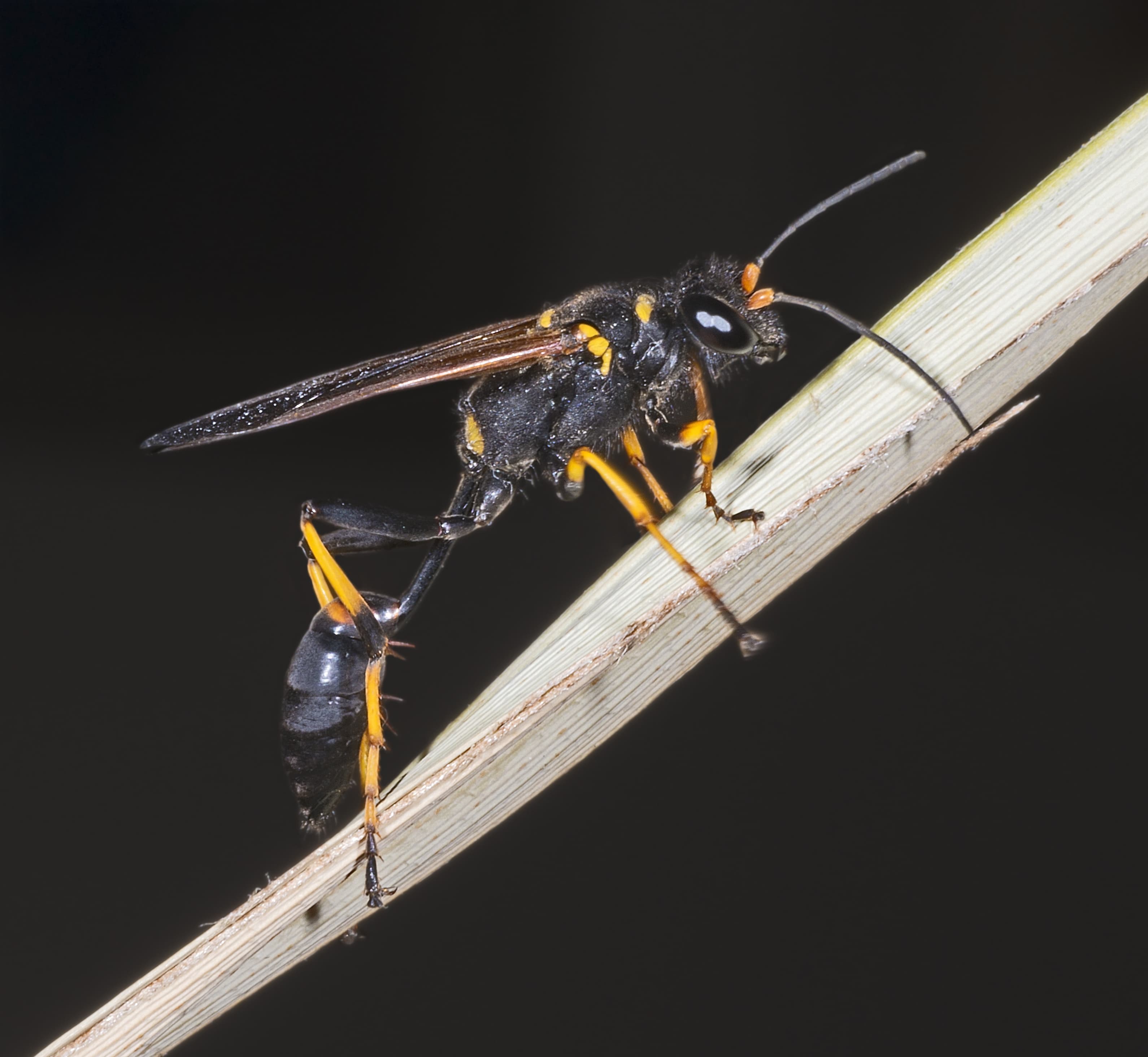 Mud Dauber Wasp