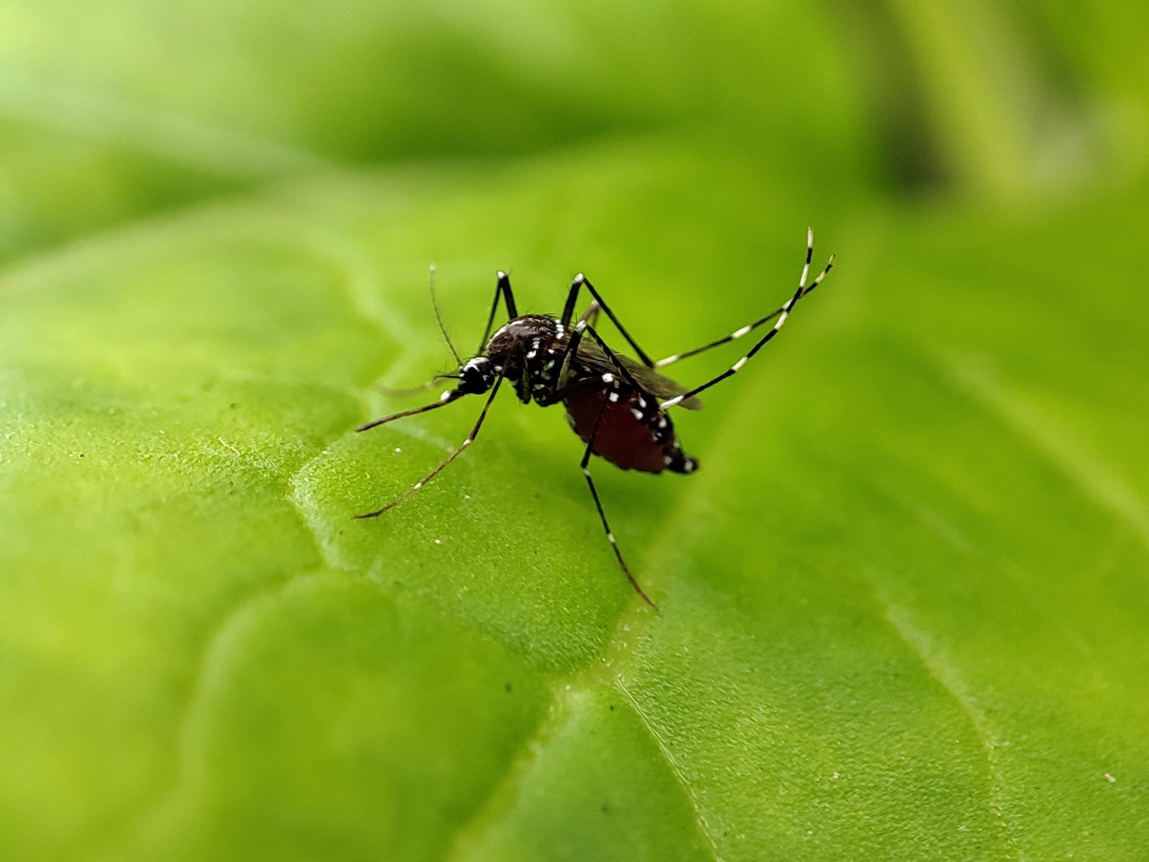 Yellow Fever Mosquito