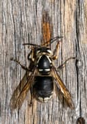 Wasps, Bees & Hornets