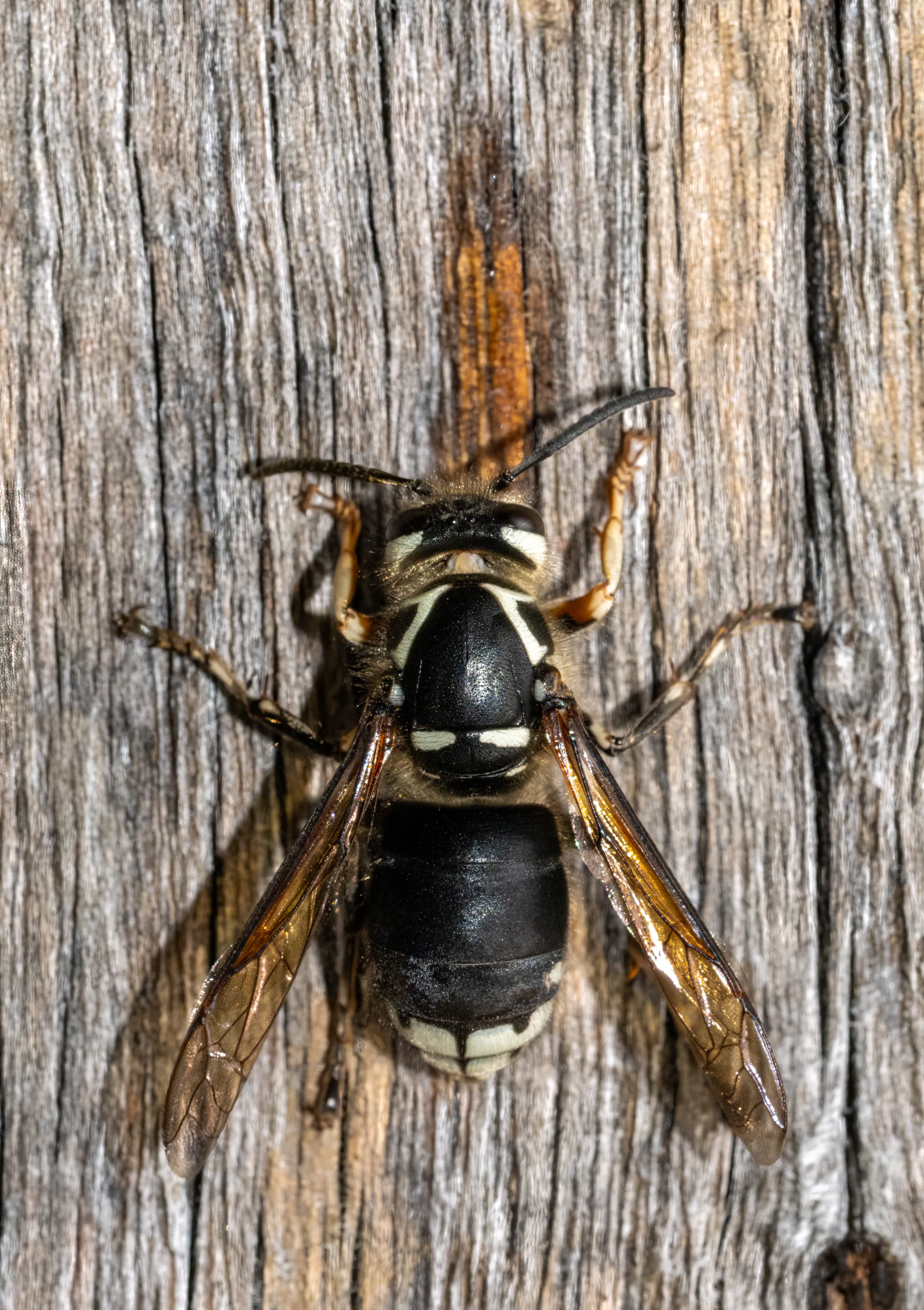 Bald-Faced Hornet