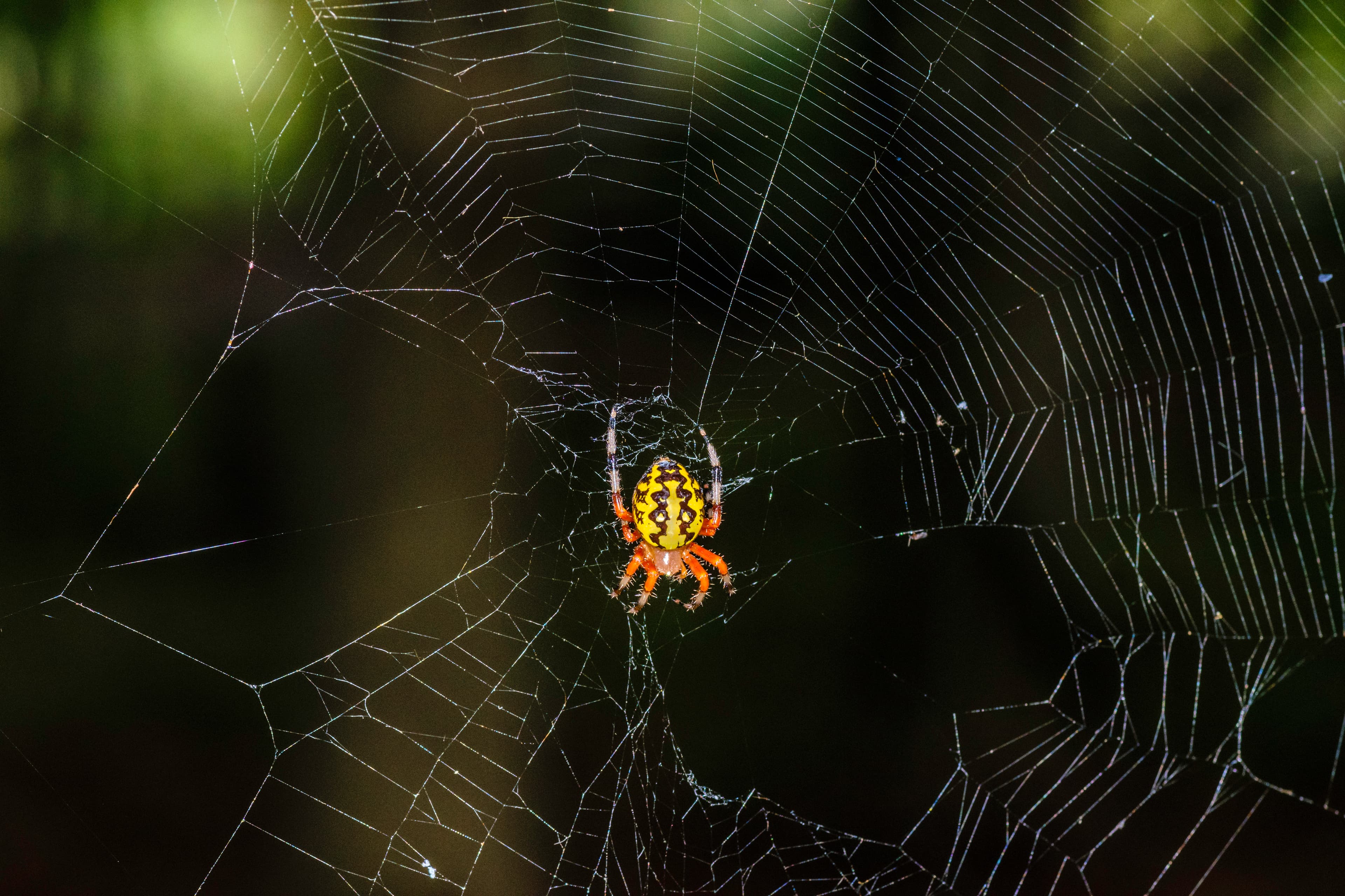 Orb Weaver Spider
