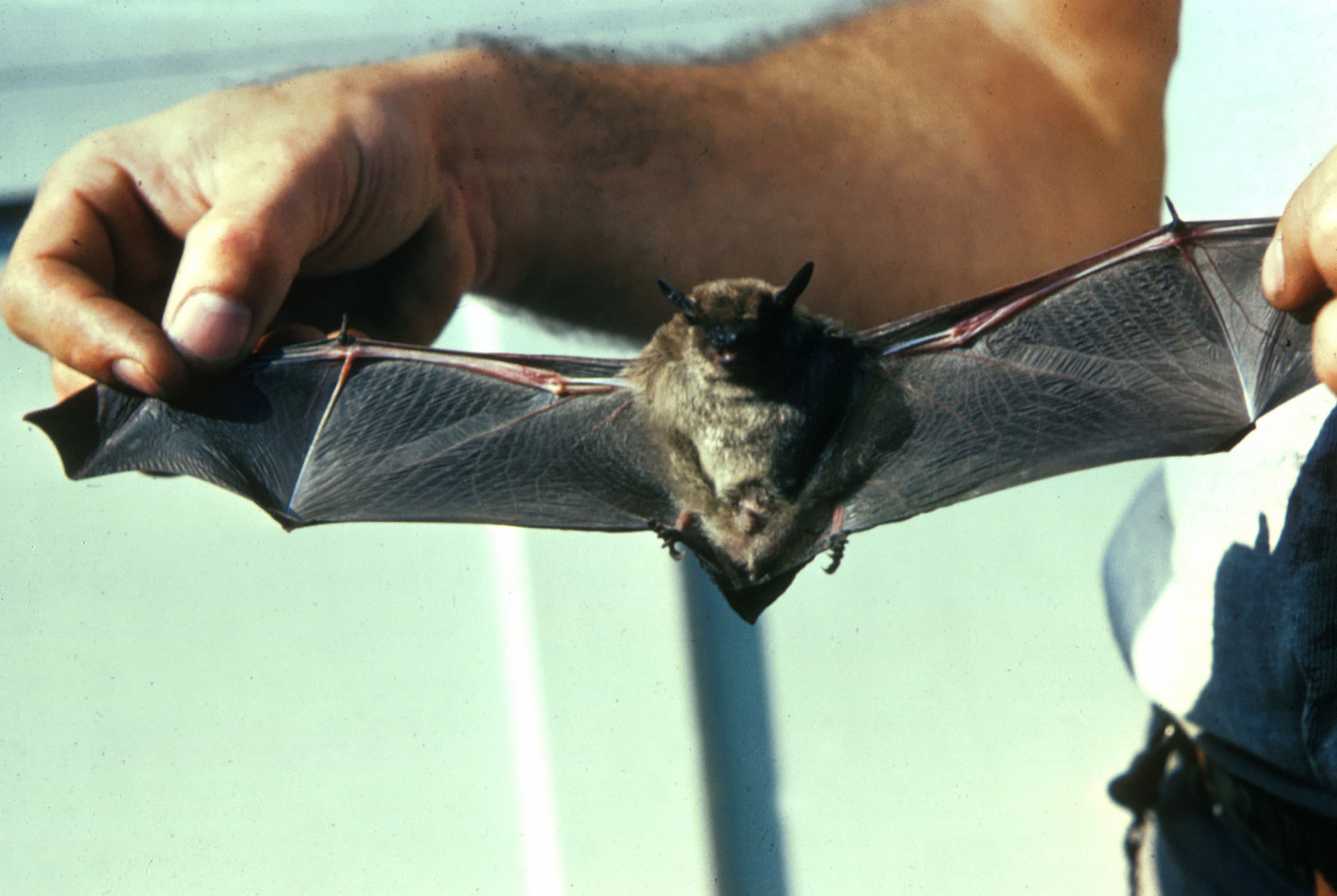 Bat