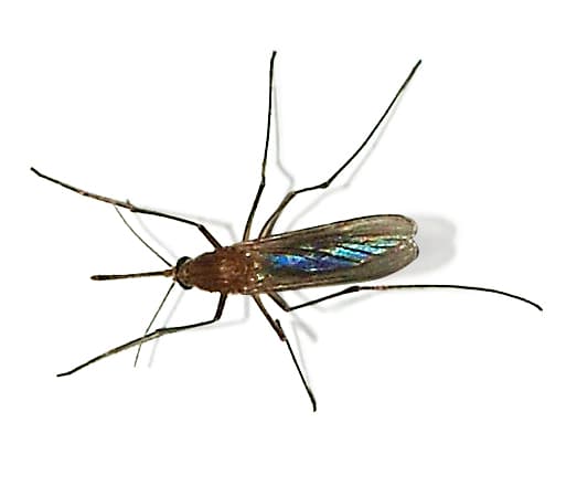 House Mosquito