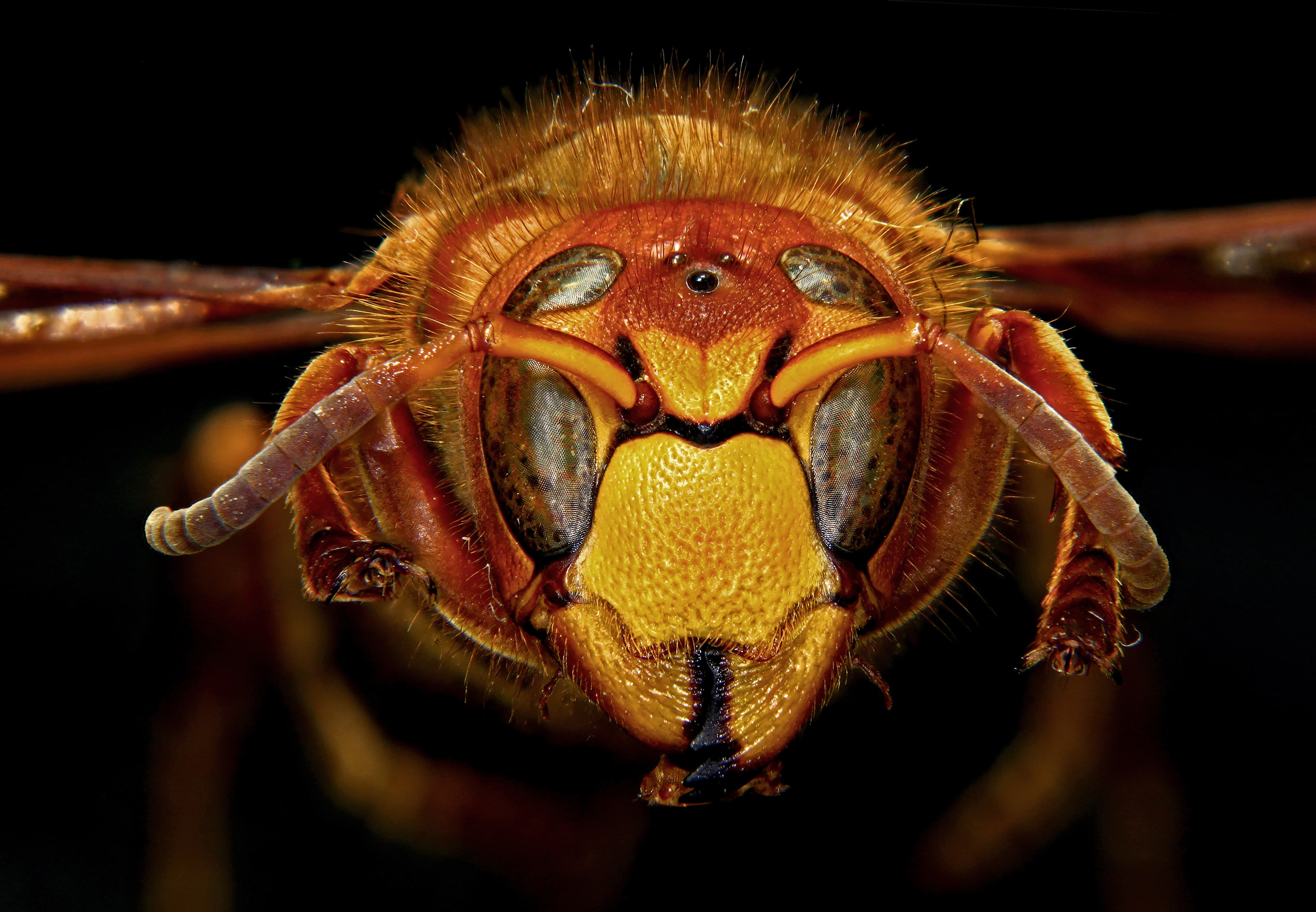 European Hornet