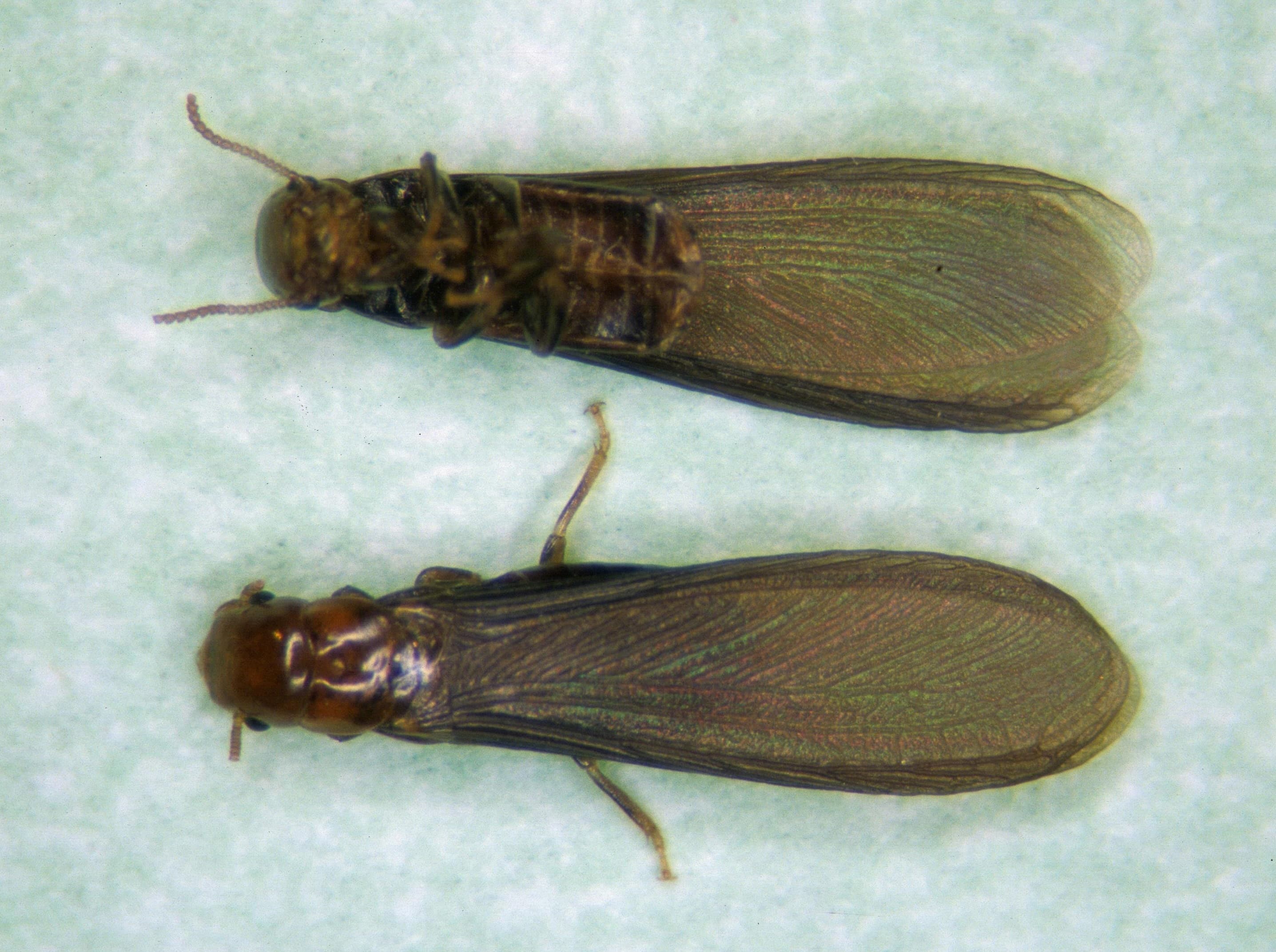 Drywood Termite