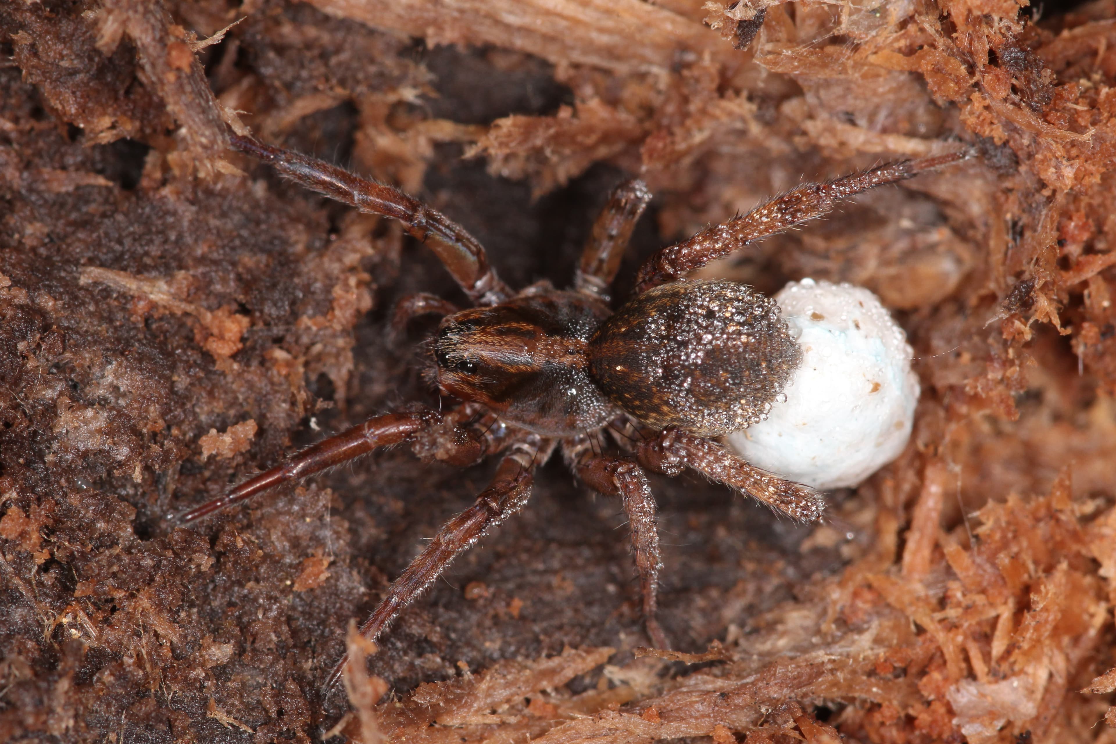 Wolf Spider