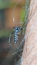 Mosquitoes