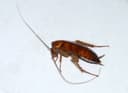 Cockroaches