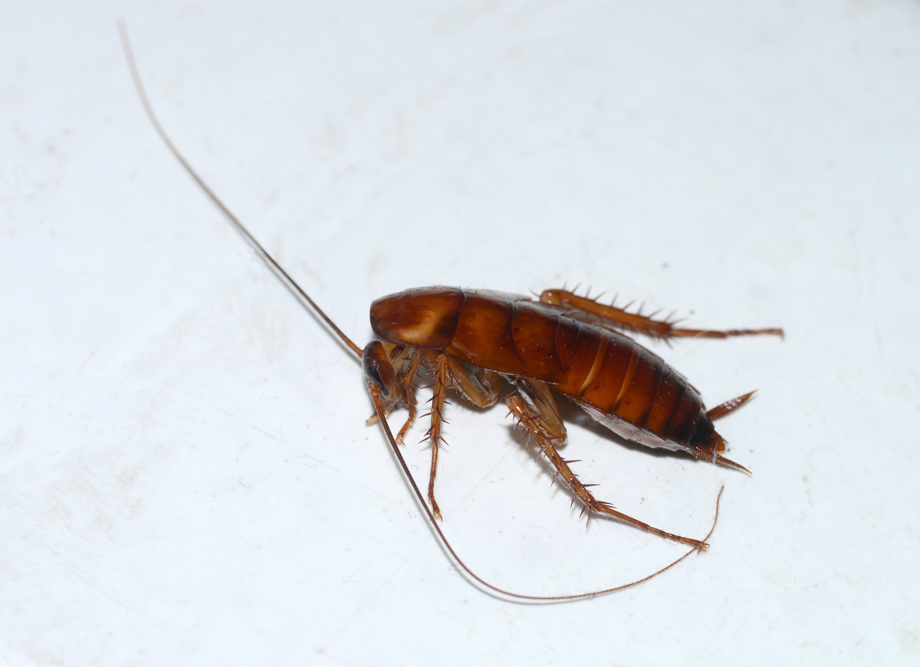 American Cockroach