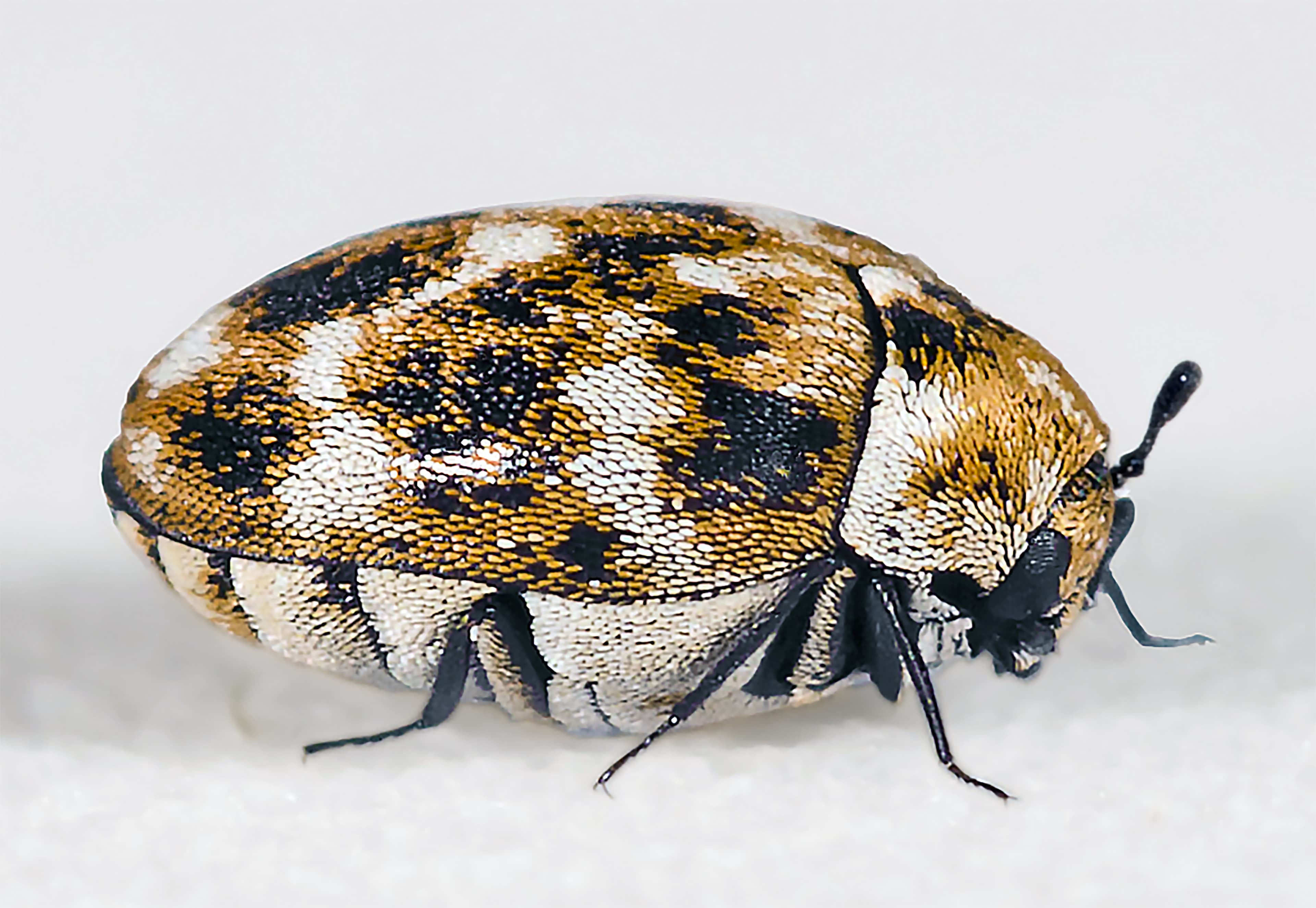 Carpet Beetle