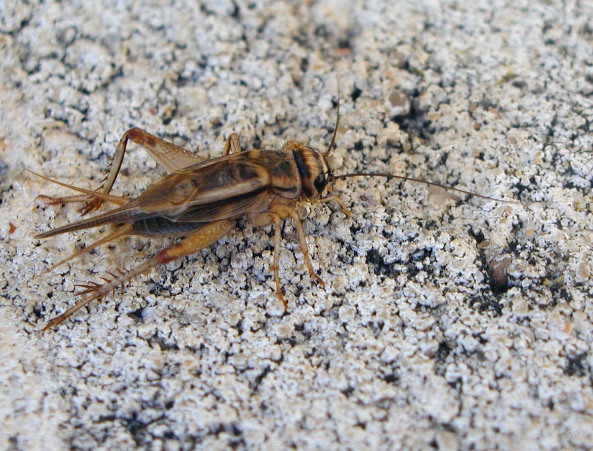 House Cricket