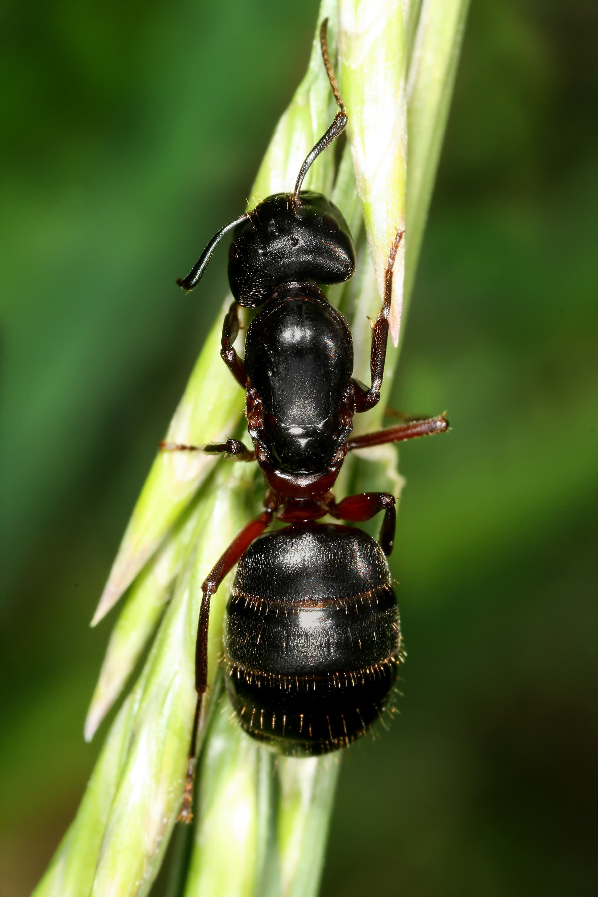 Carpenter Ant
