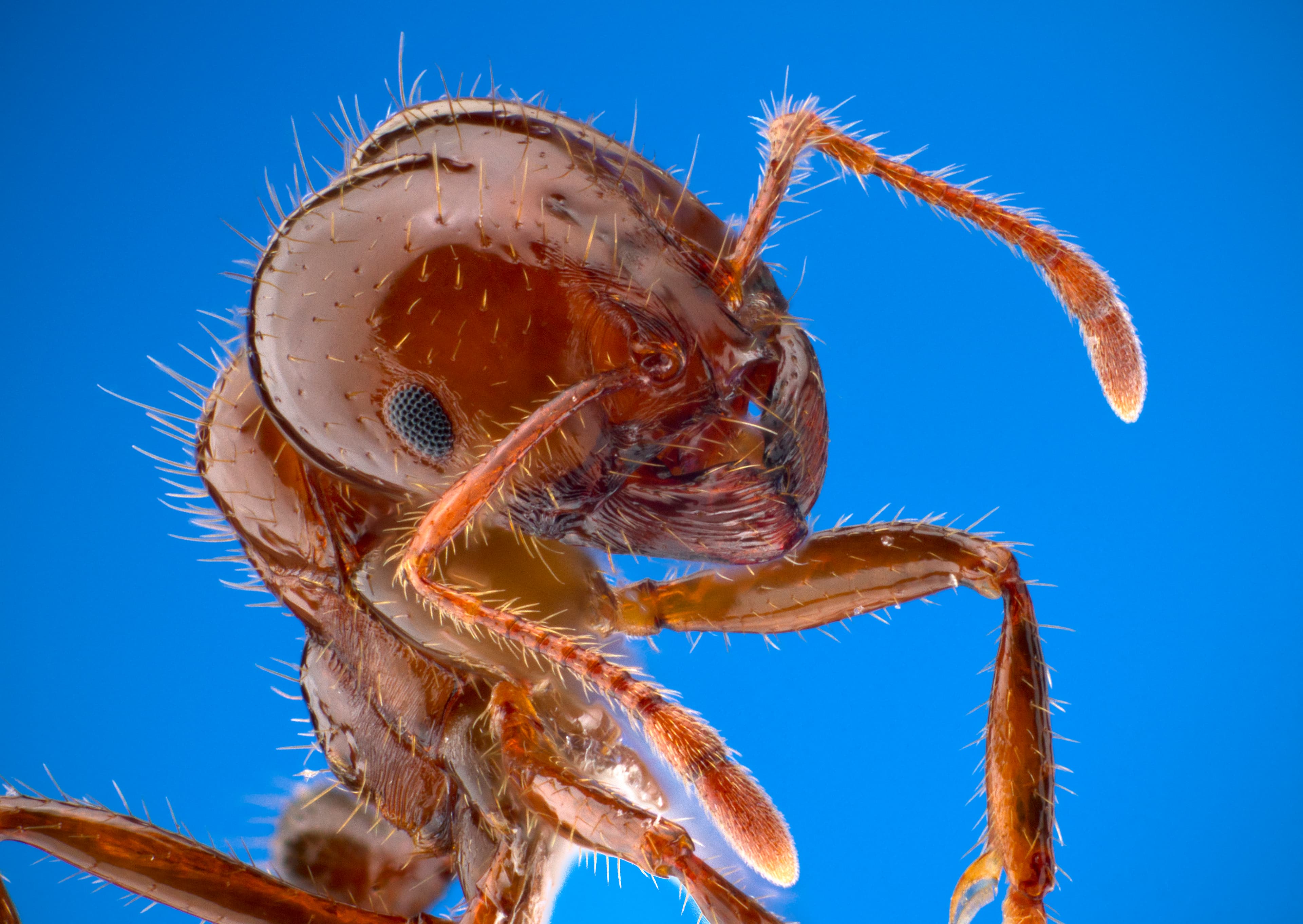 Fire Ant