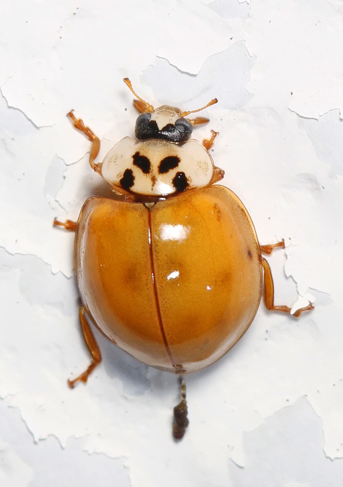 Asian Lady Beetle