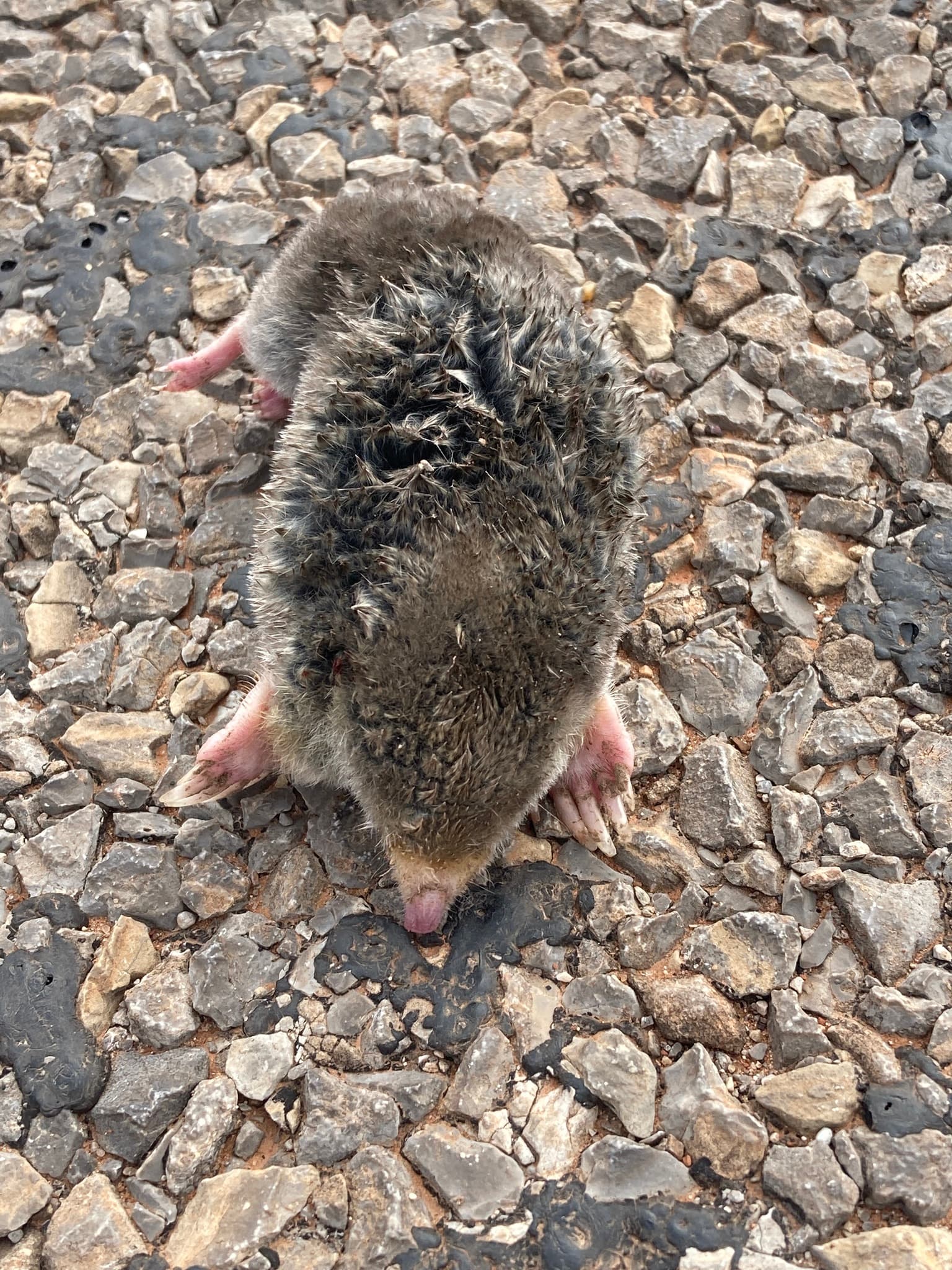 Mole