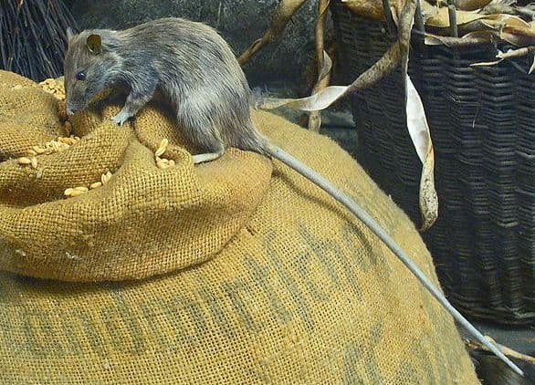 Roof Rat