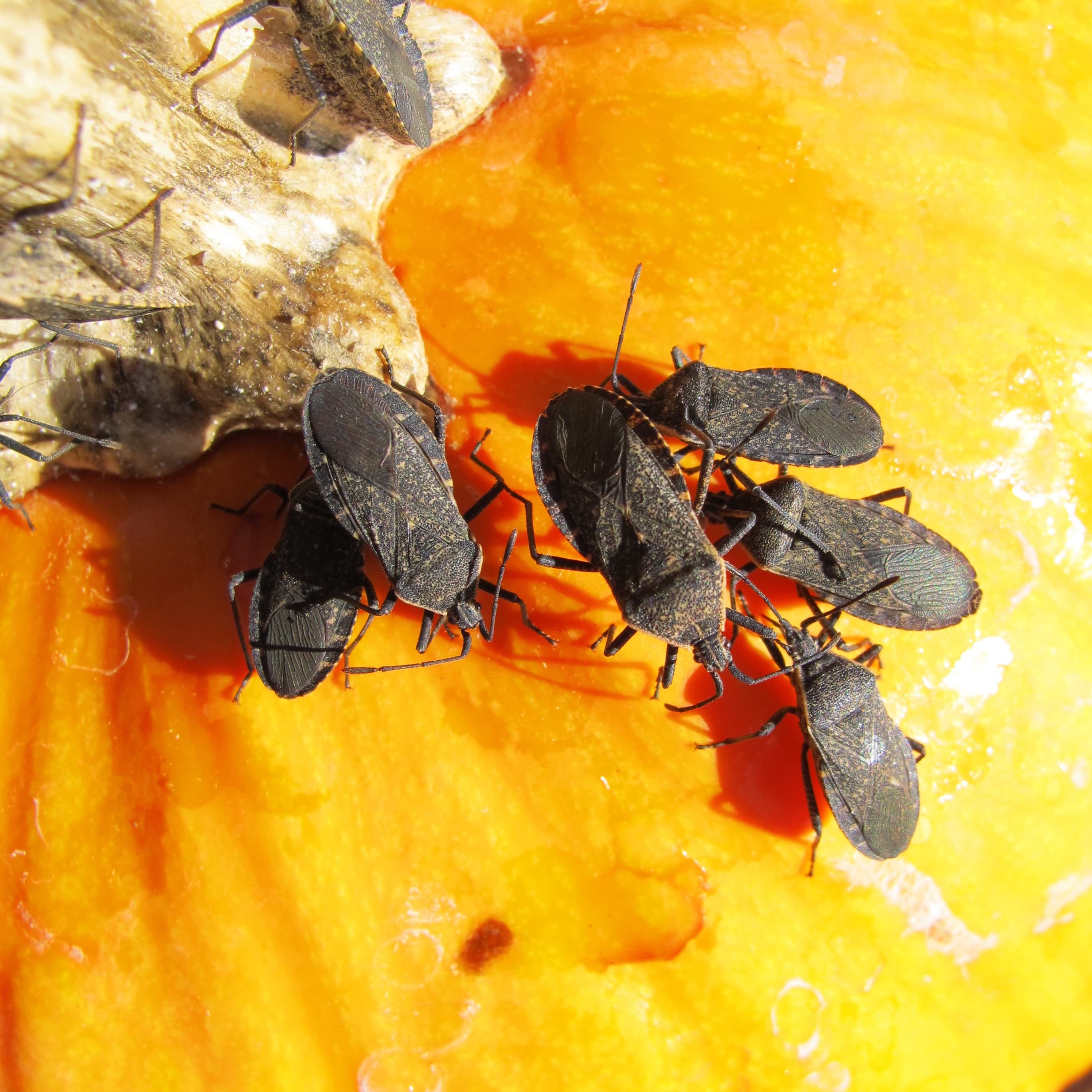 Squash Bug