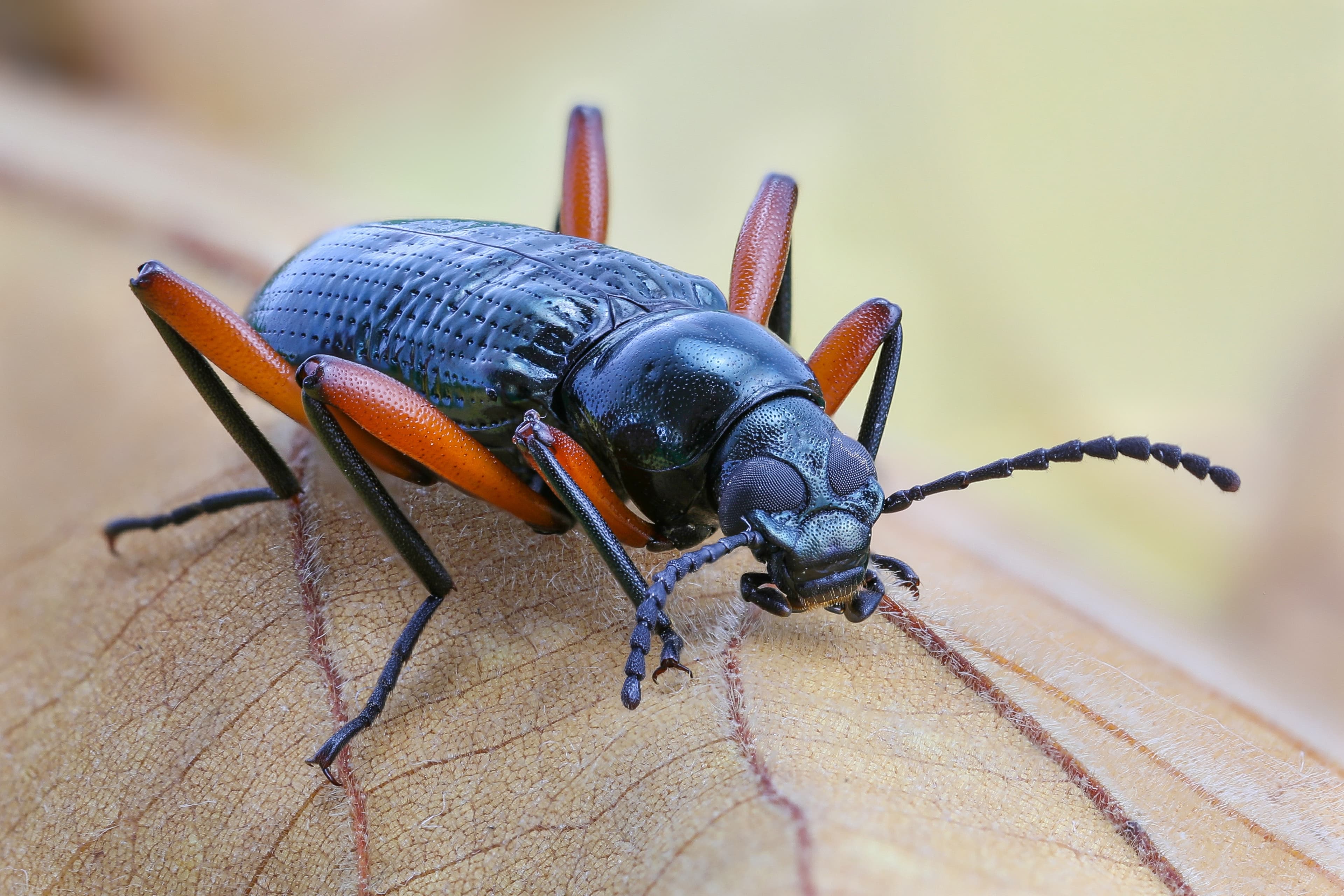 Darkling Beetle