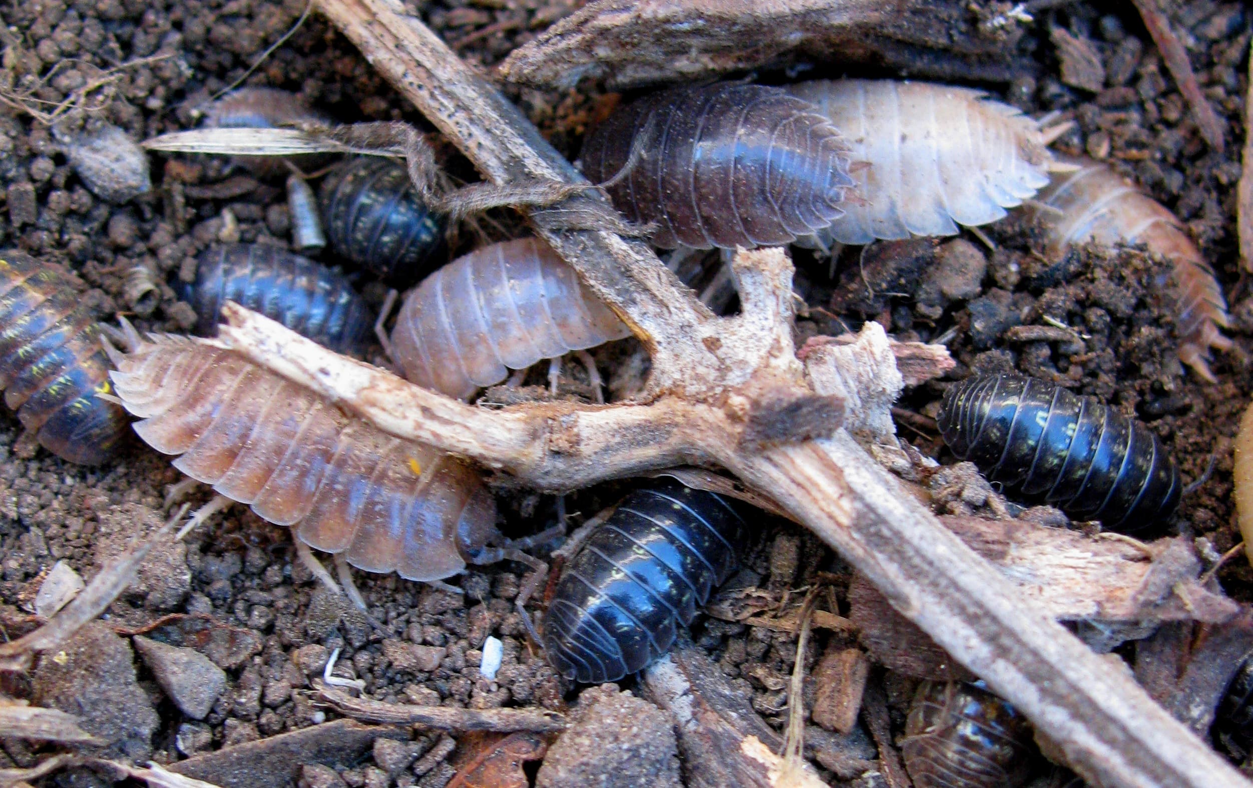 Sowbug