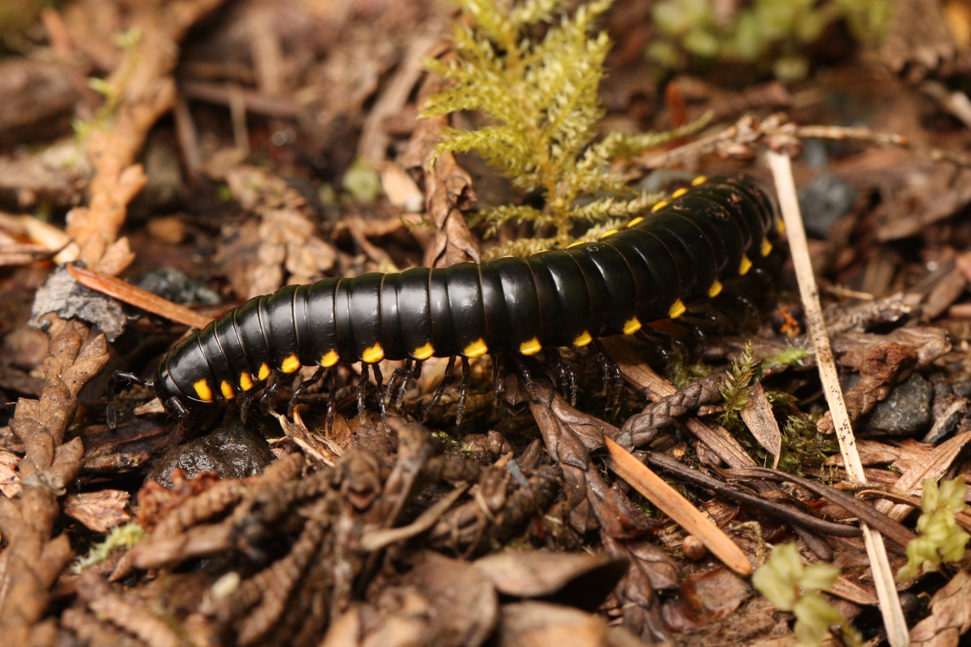 Millipede
