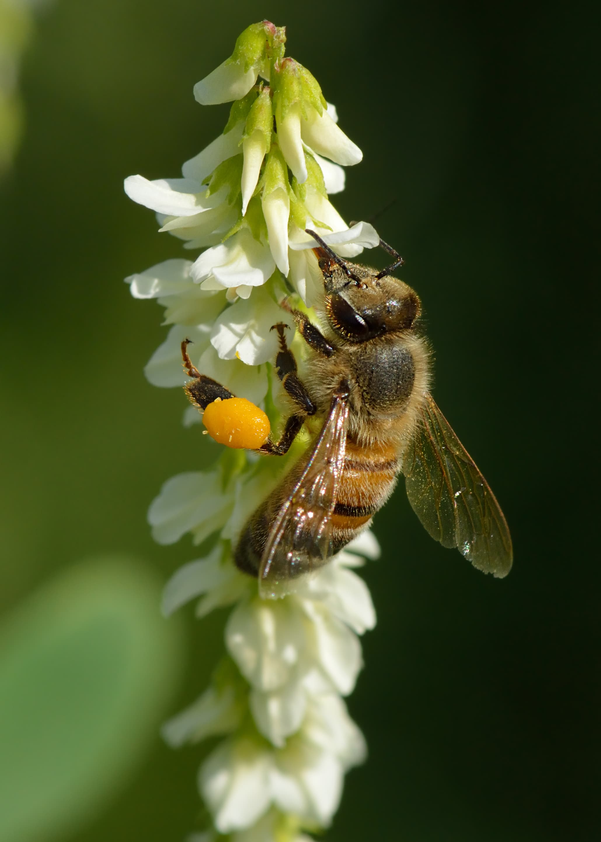 Honey Bee