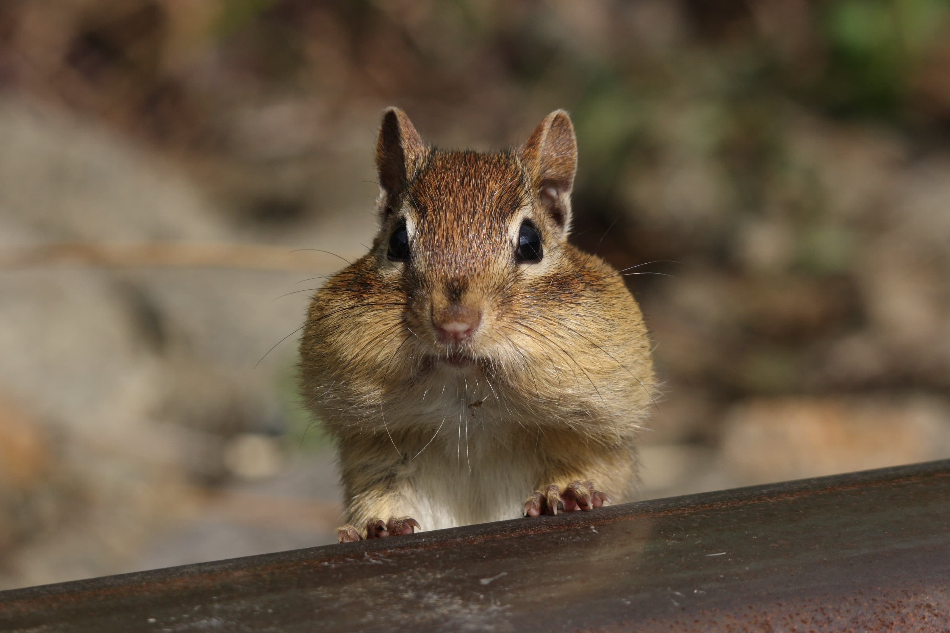 Chipmunk