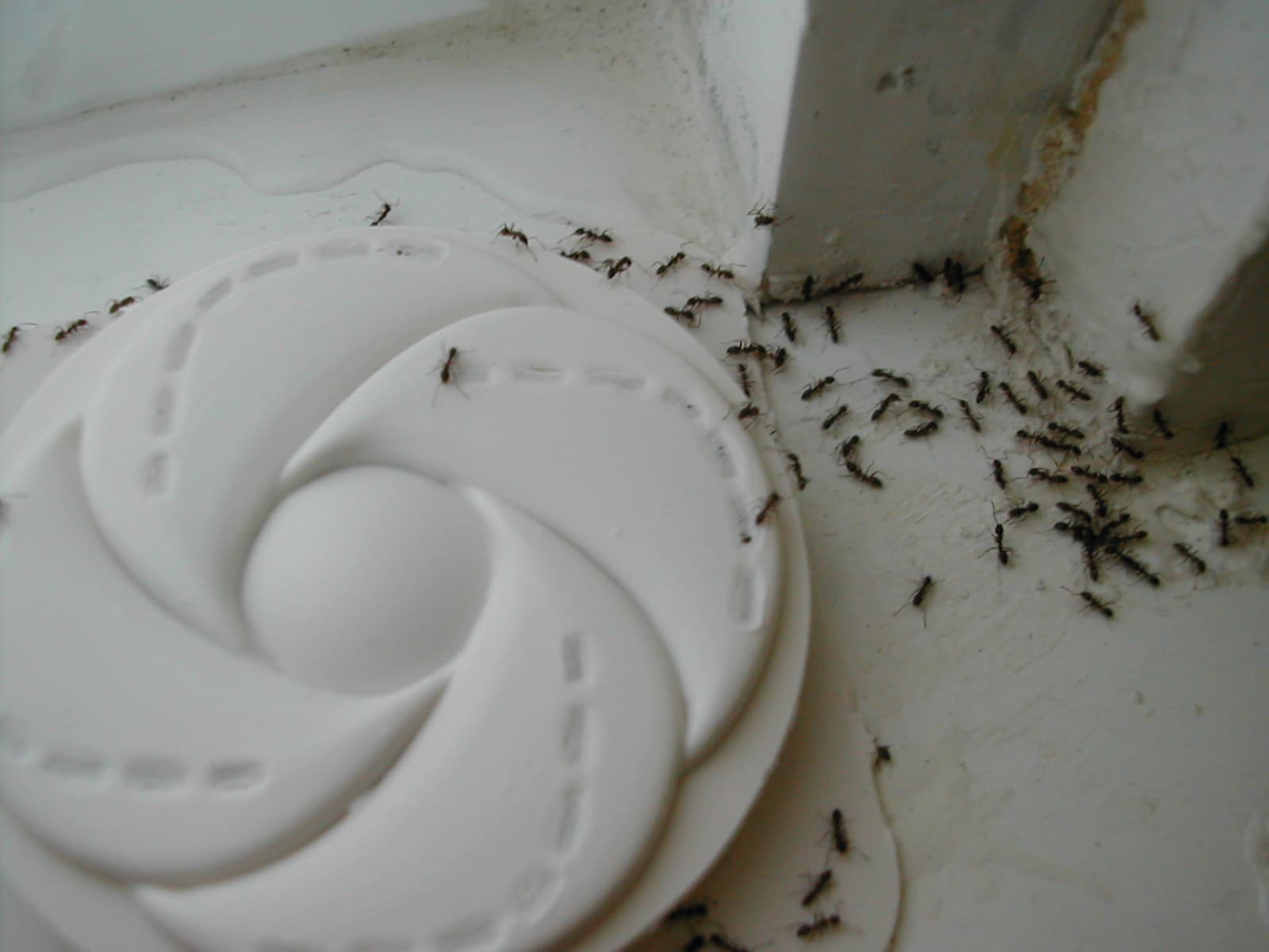 Argentine Ant