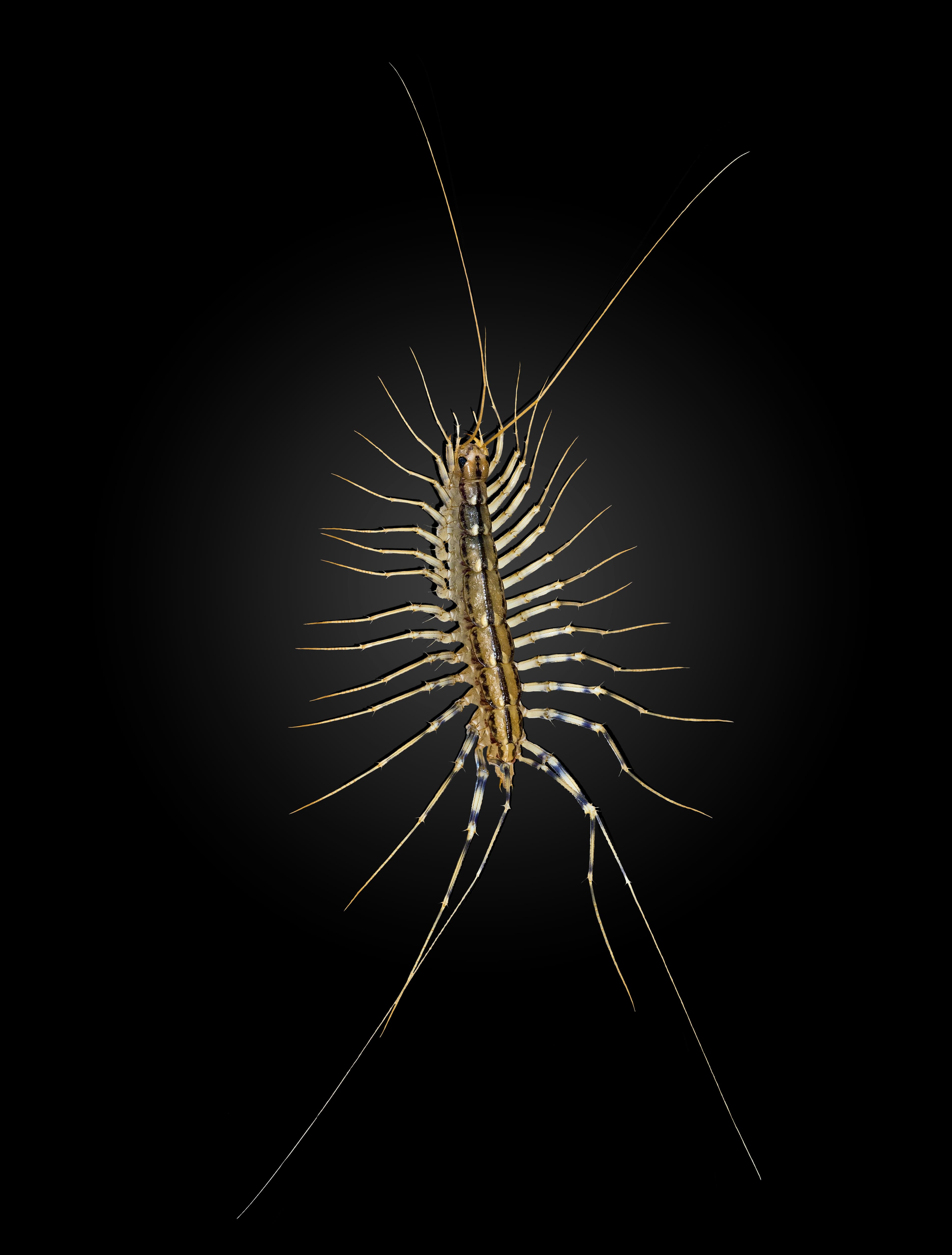 House Centipede