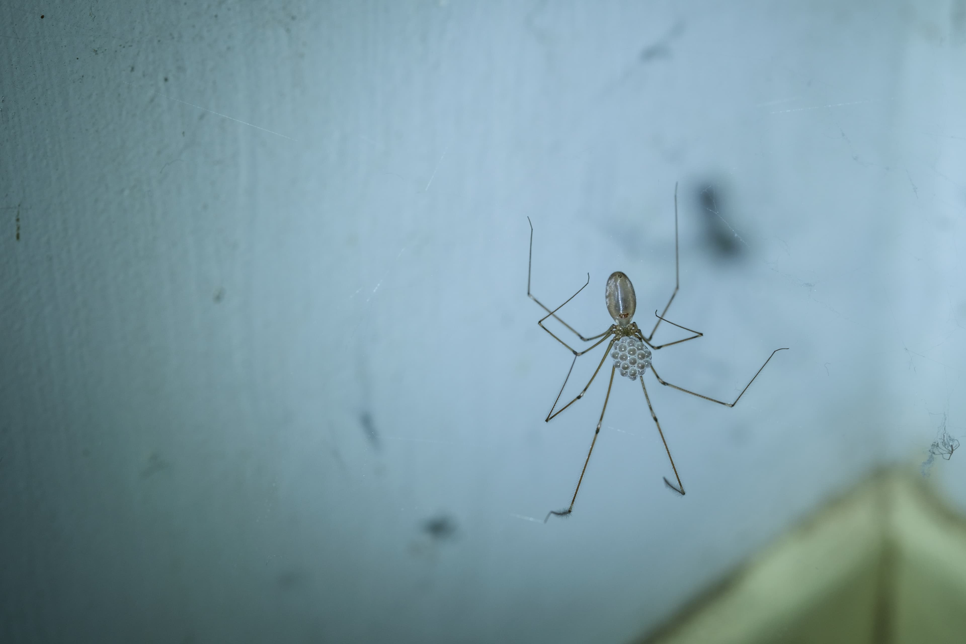 Cellar Spider