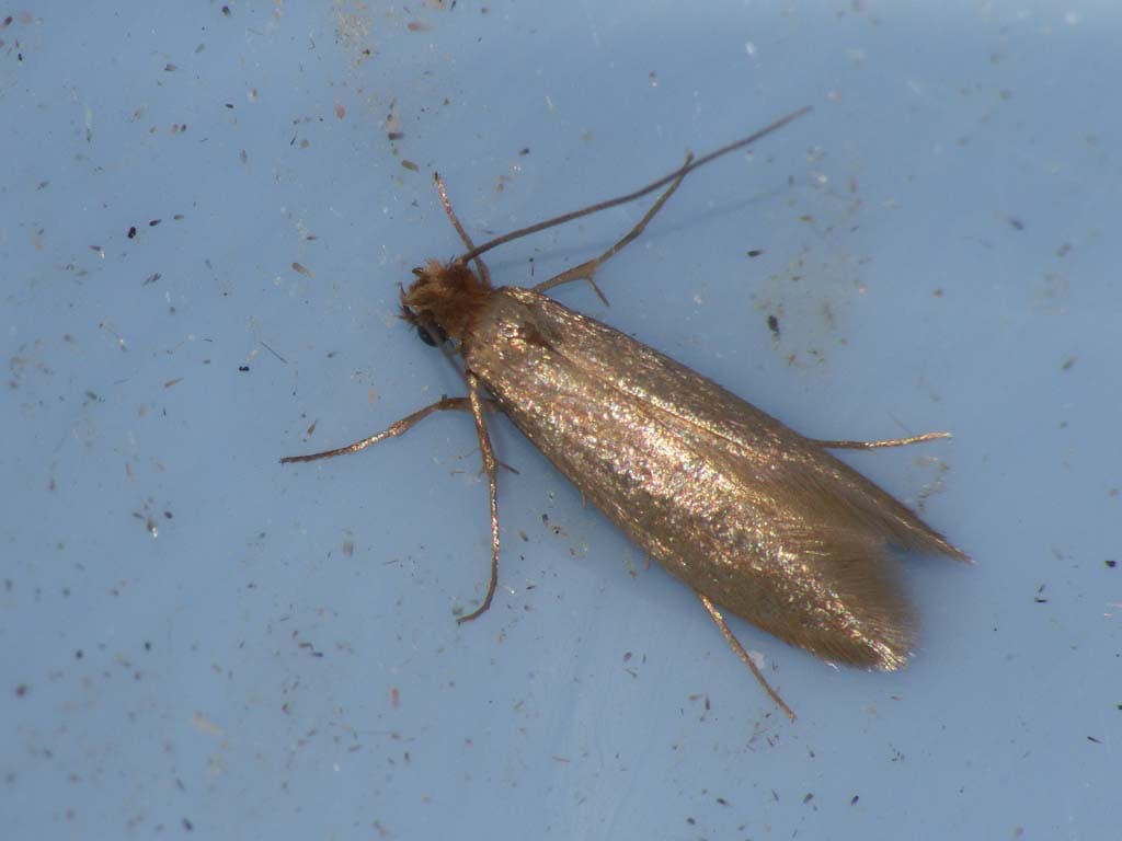 Clothes Moth