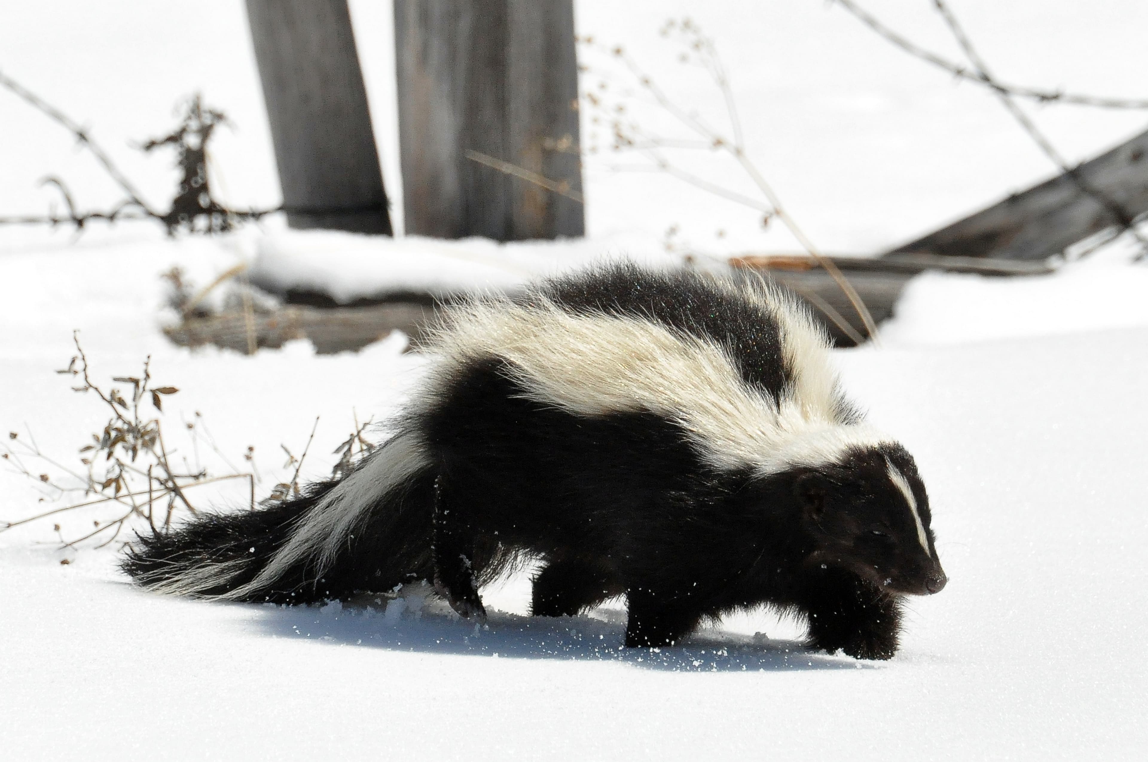 Skunk