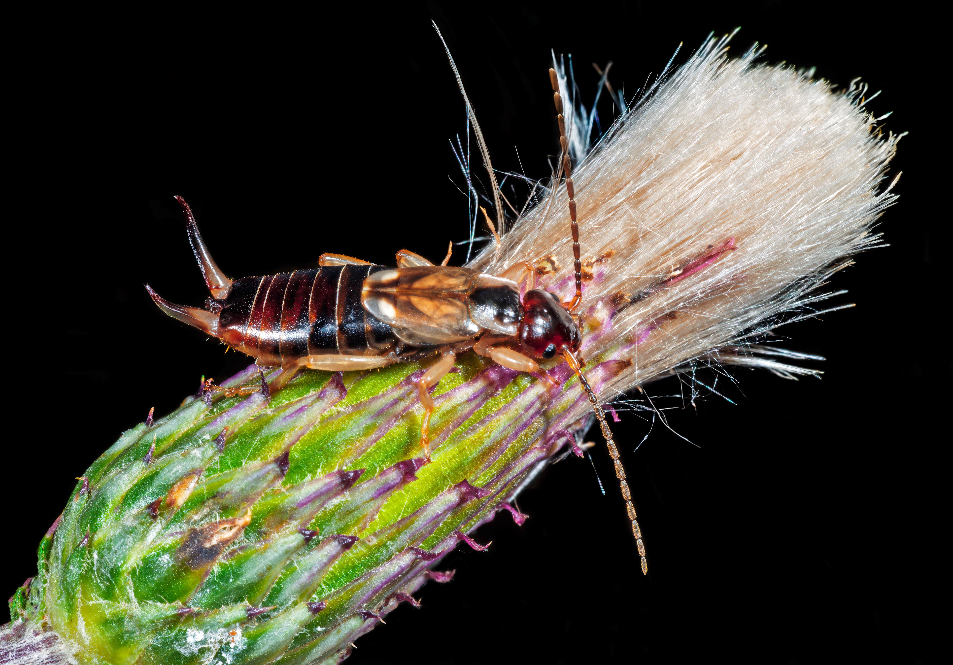 Earwig