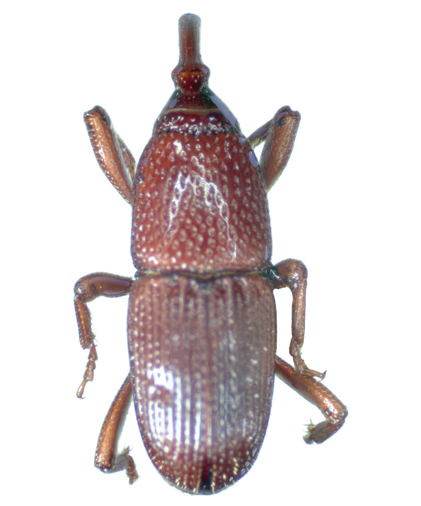 Pantry Weevil