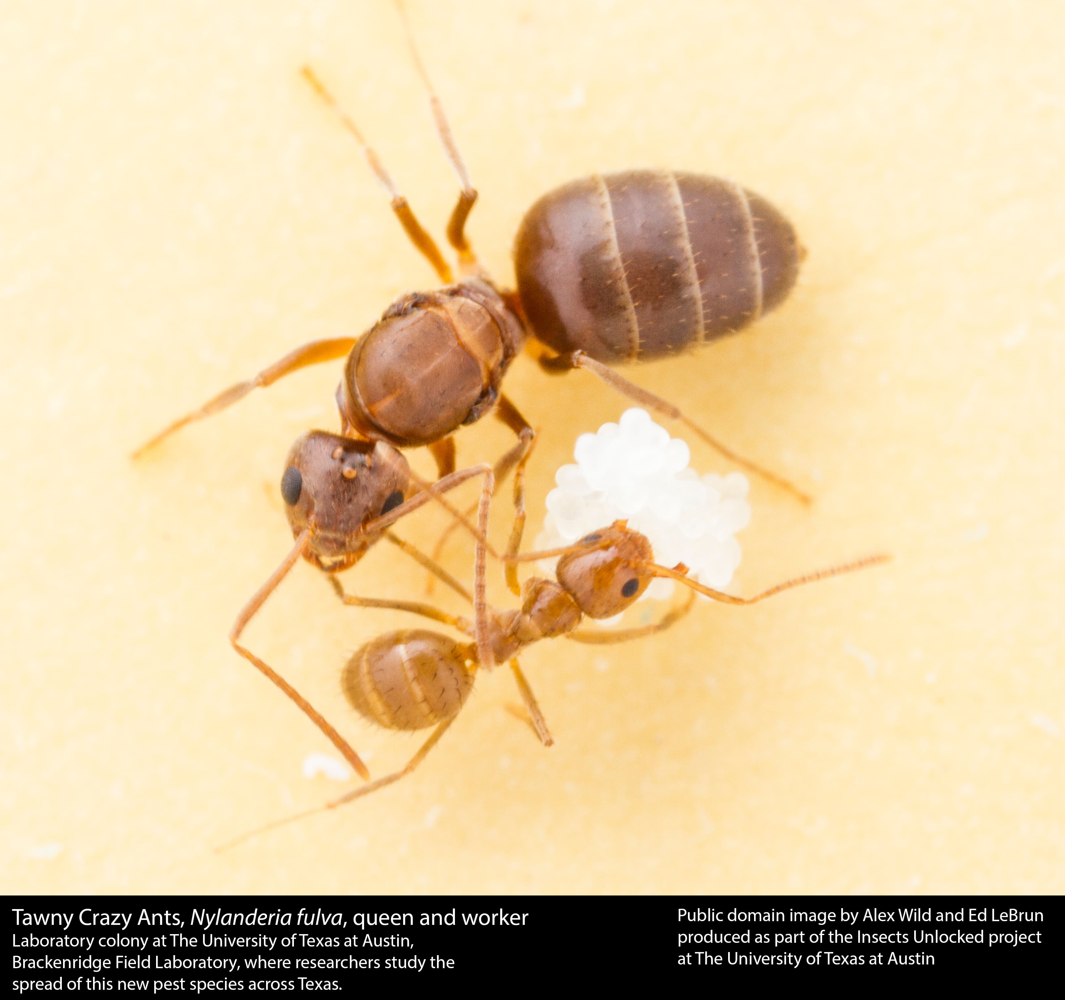 Crazy Ant