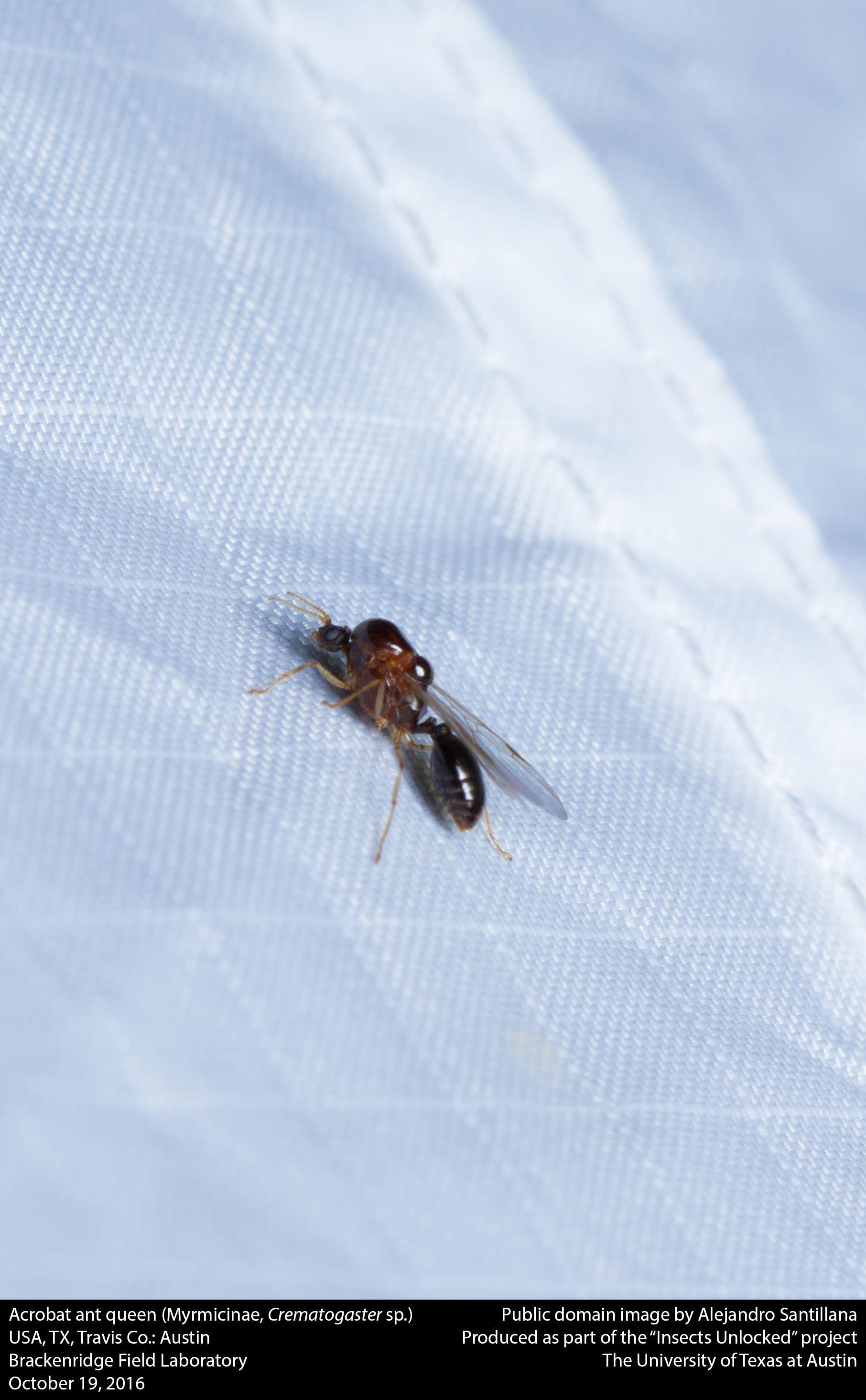 Acrobat Ant