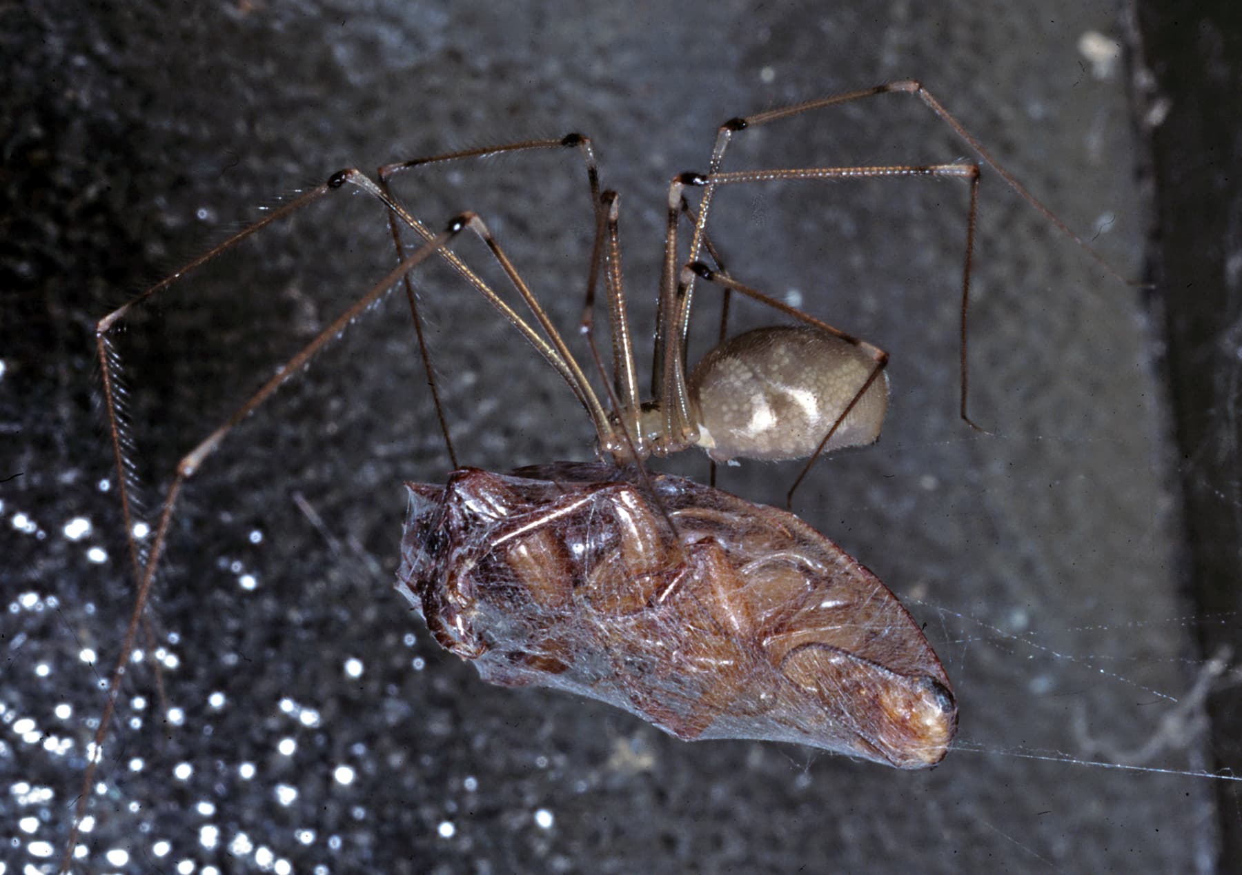 American House Spider