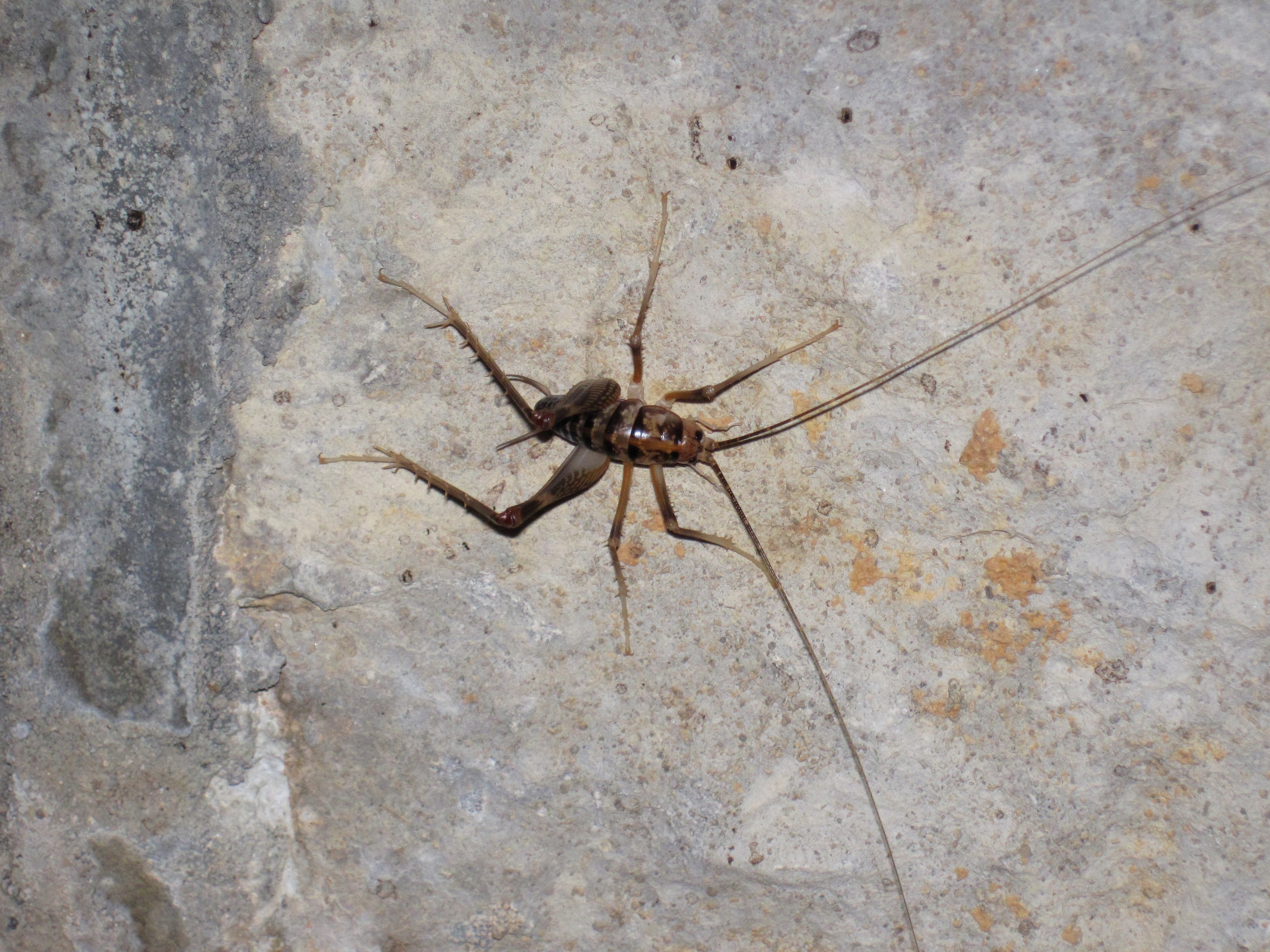 Cave Cricket