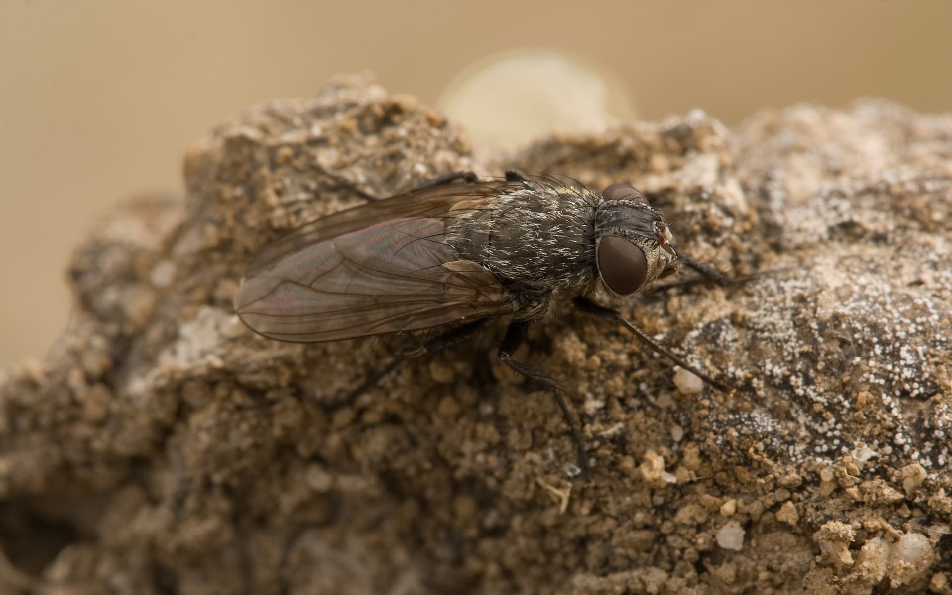 Cluster Fly