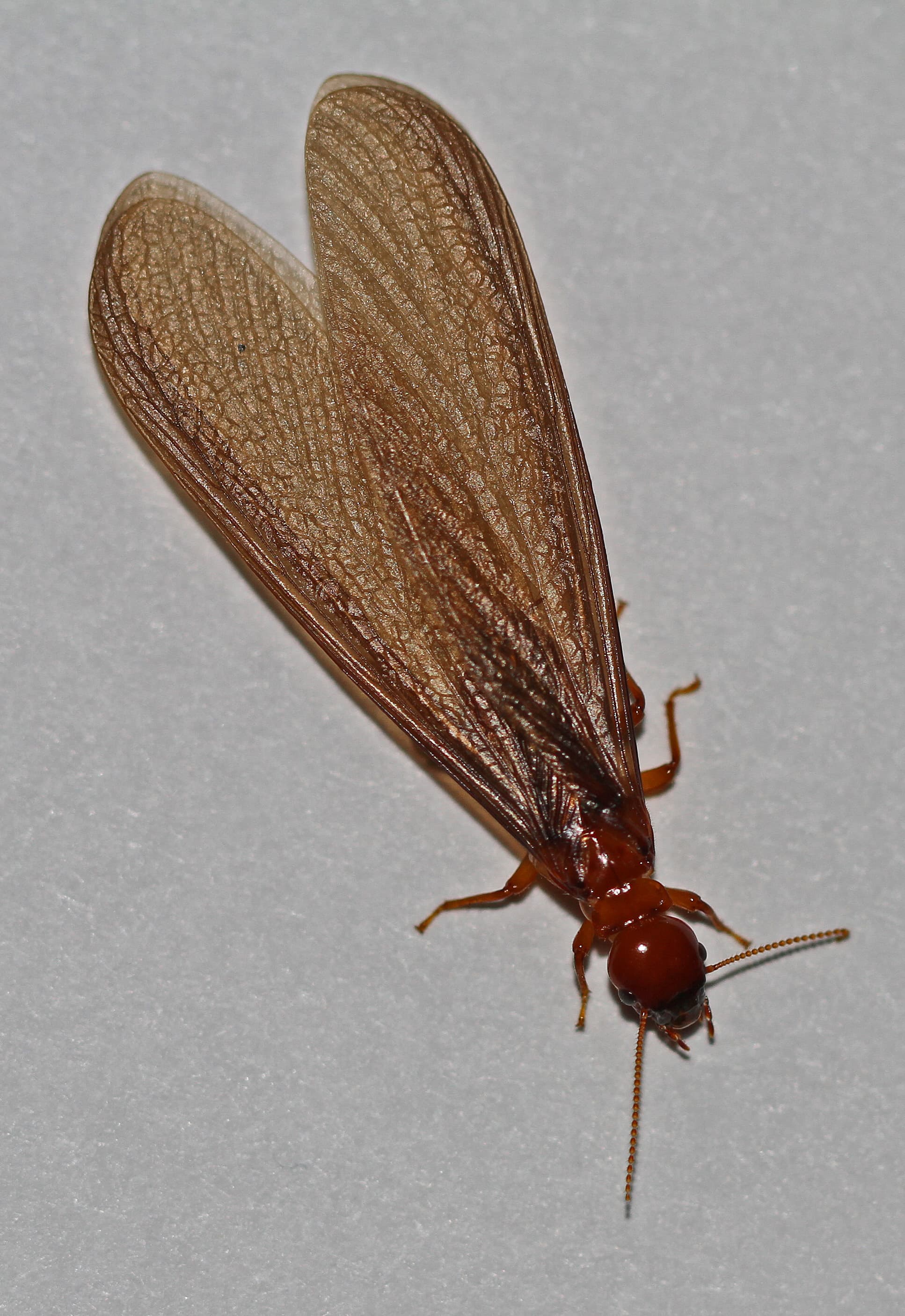 Dampwood Termite
