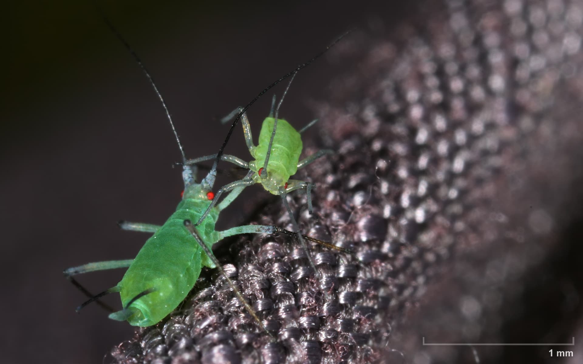 Aphid