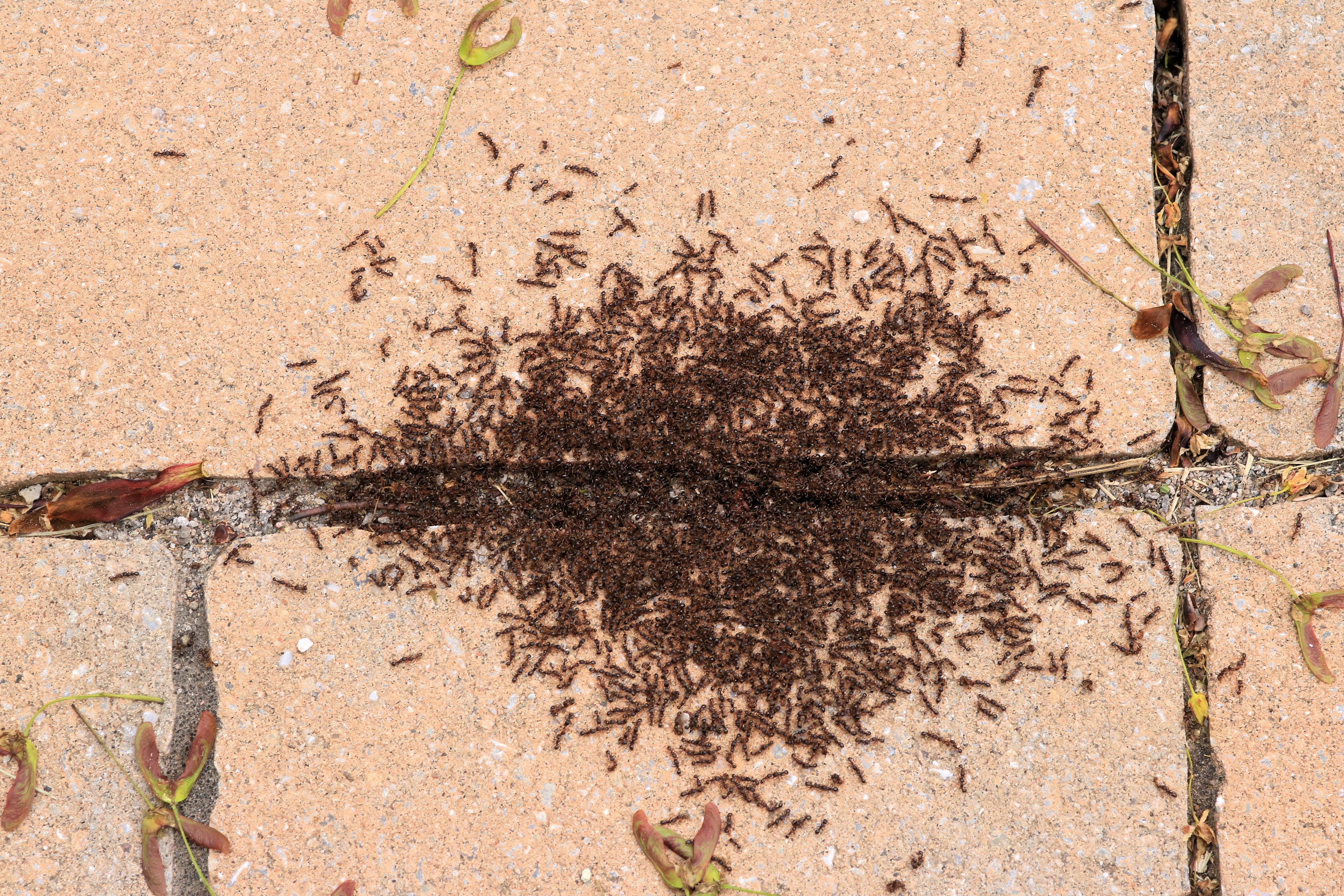 Pavement Ant