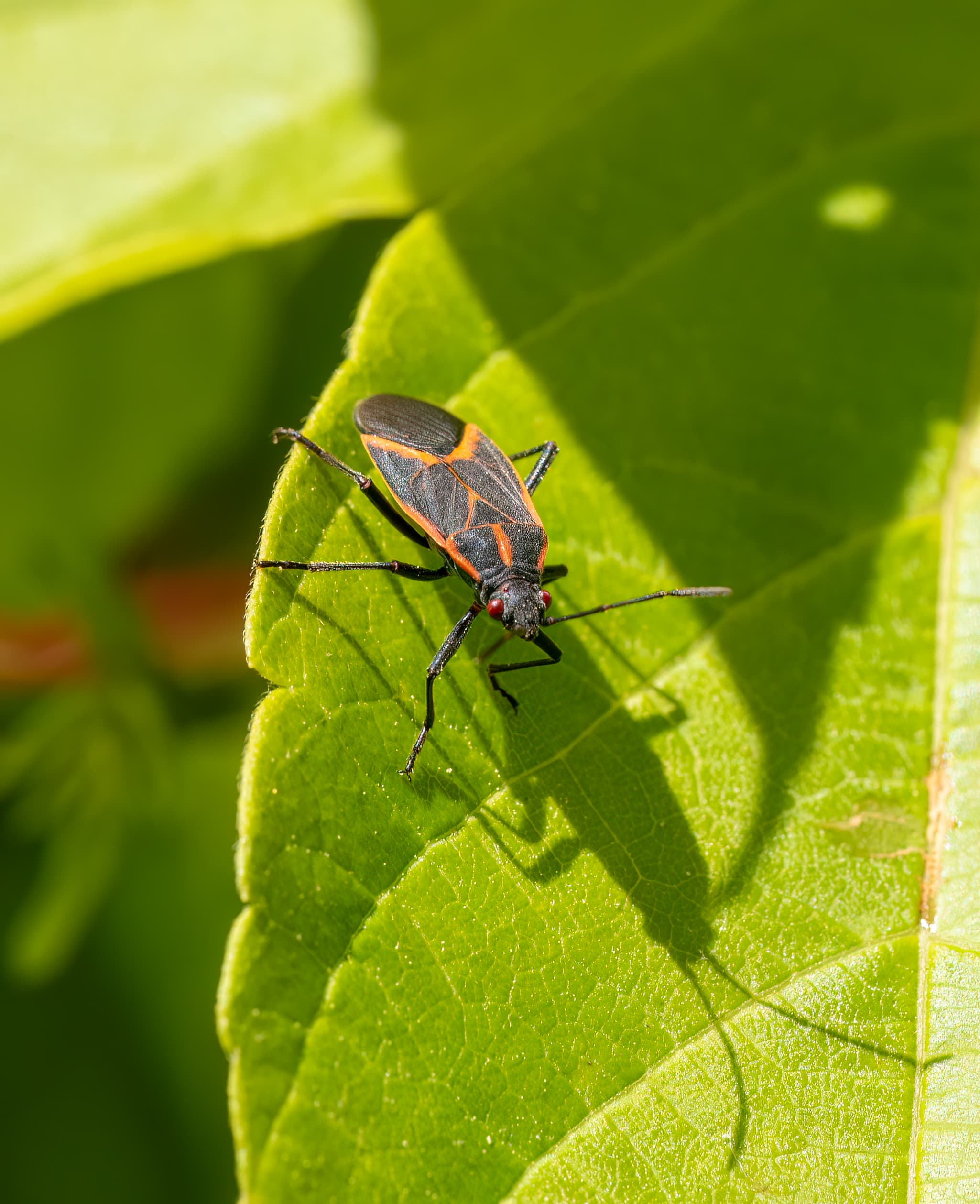 Boxelder Bug