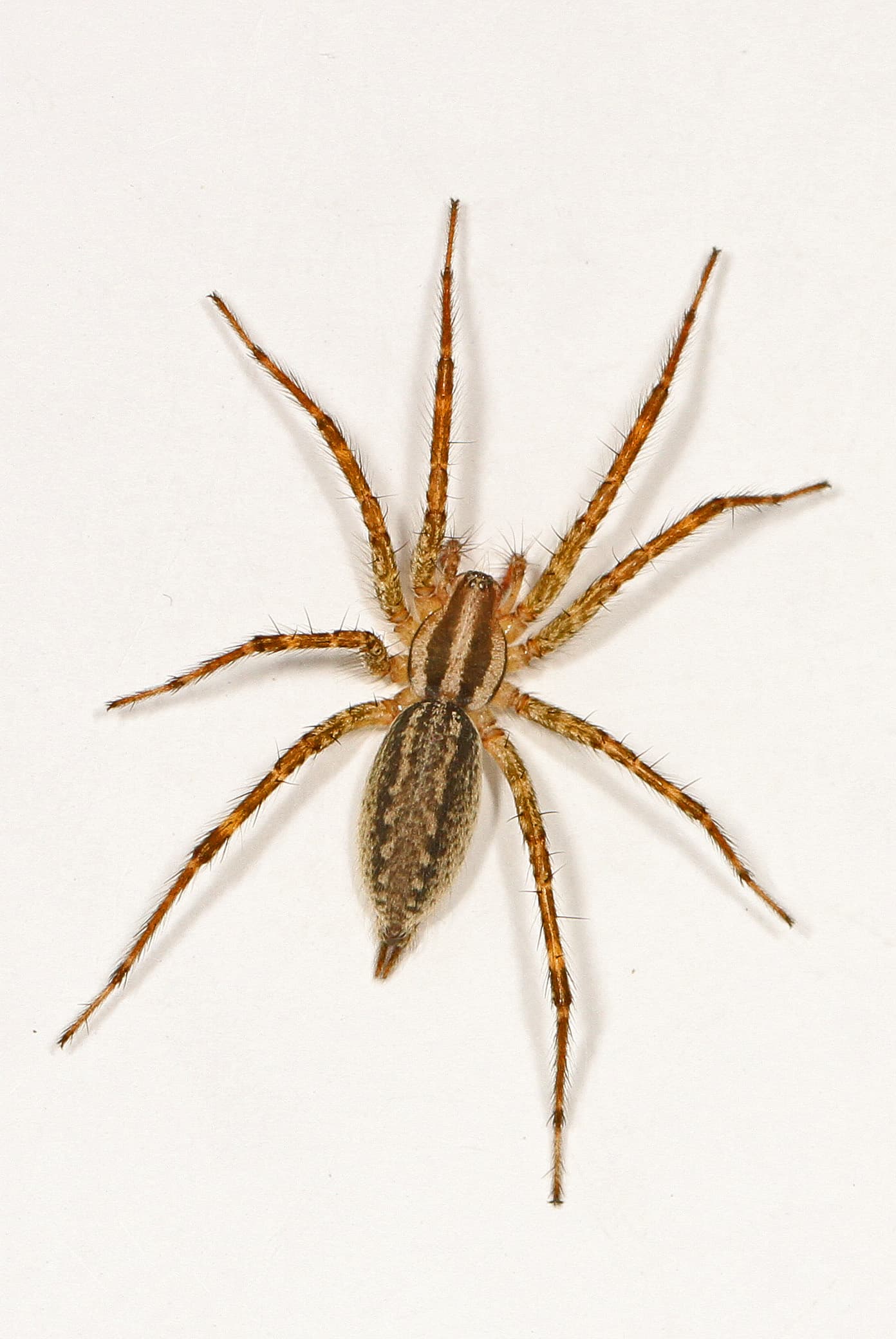 Grass Spider