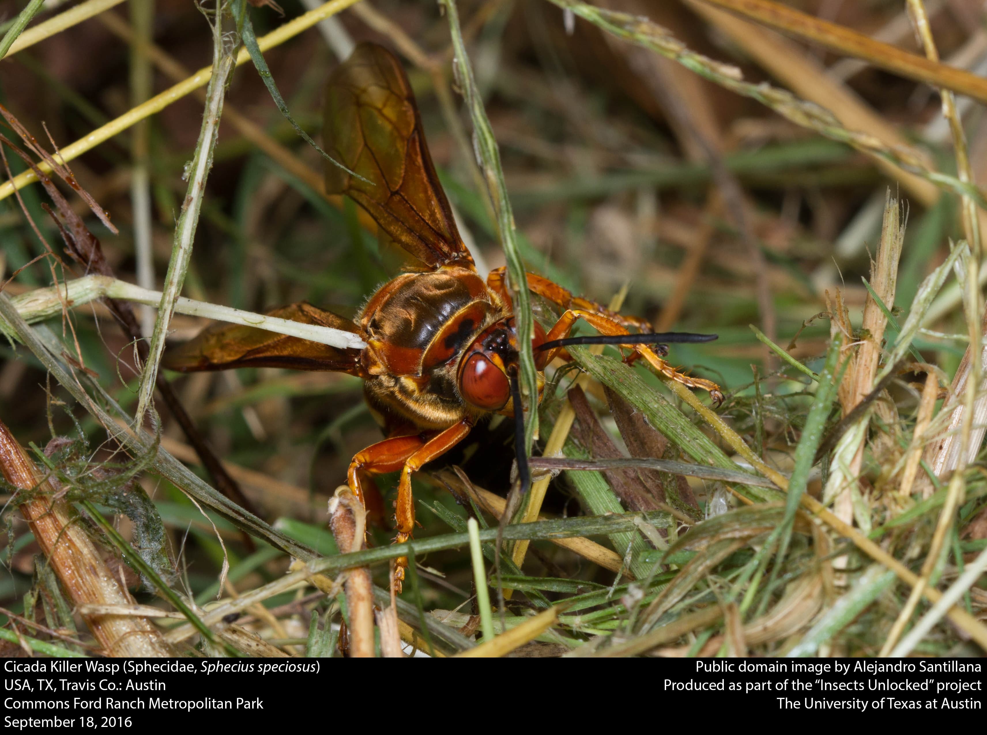 Cicada Killer Wasp