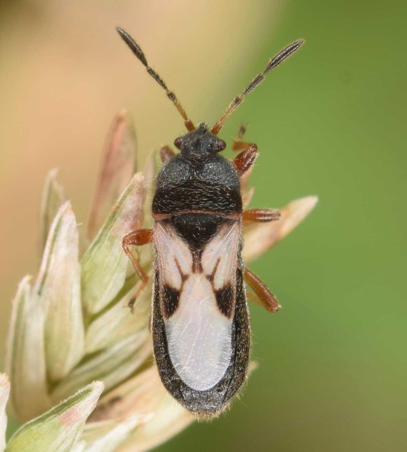 Chinch Bug