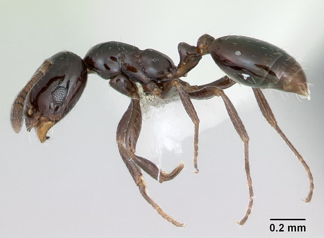 Little Black Ant